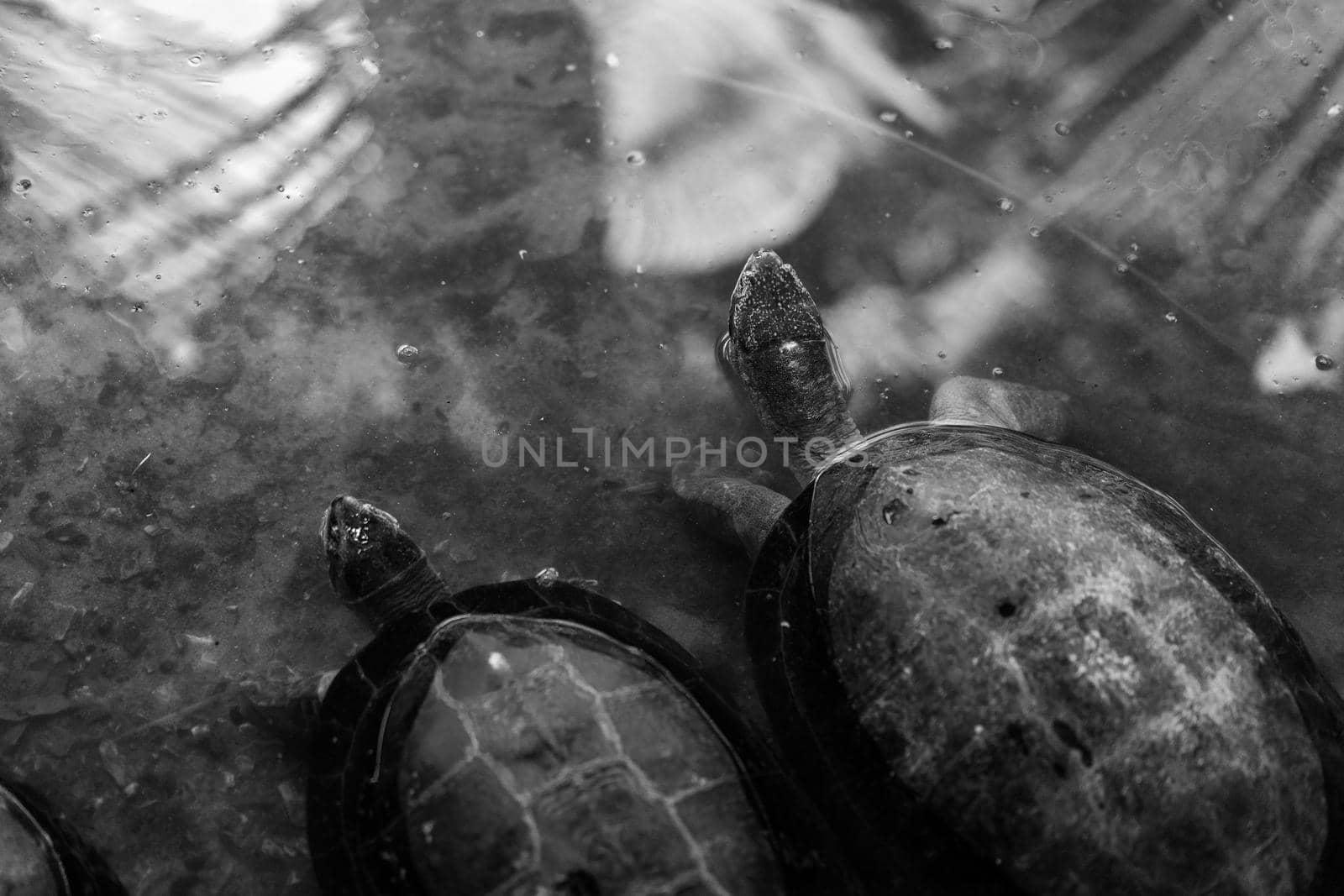 The turtles in the water