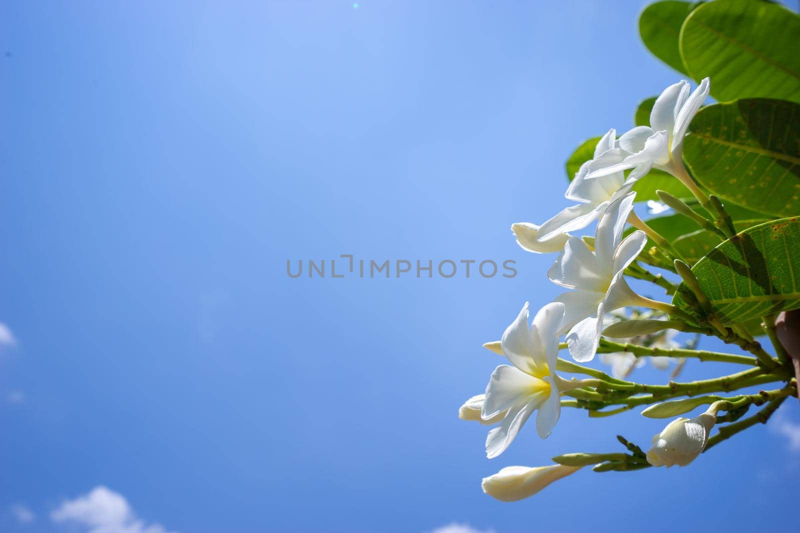 Plumeria flowers are White and Yellow are Blossoming on tree with blue sky by domonite