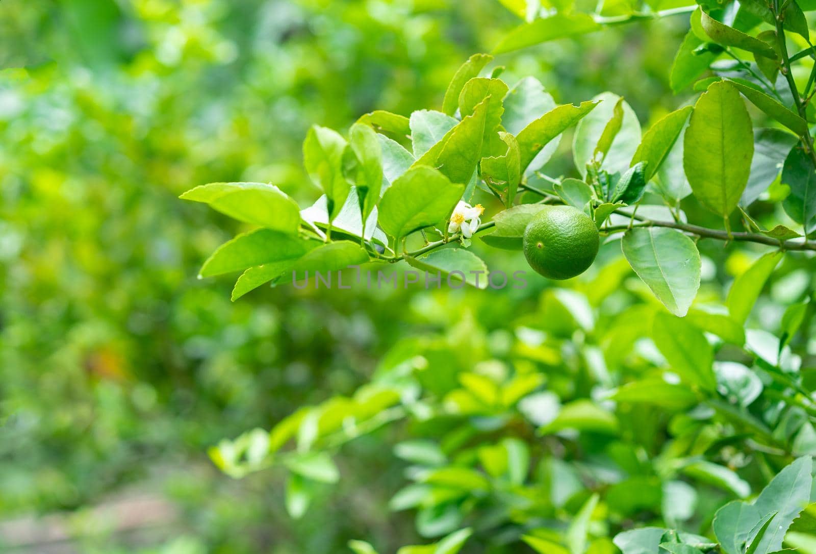 Green limes on a tree in the garden,excellent source of vitamin C.