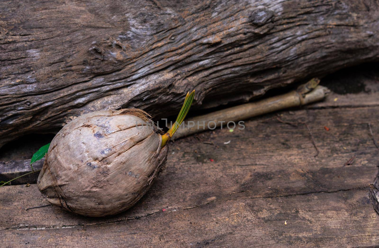 Coconut seedling from dried coconut ready for planting on wooden background by domonite