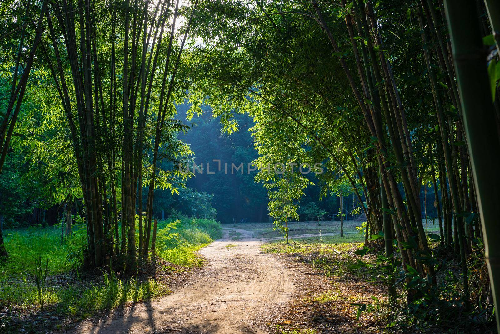 Walkway Lane Path with bamboo trees in forest by domonite