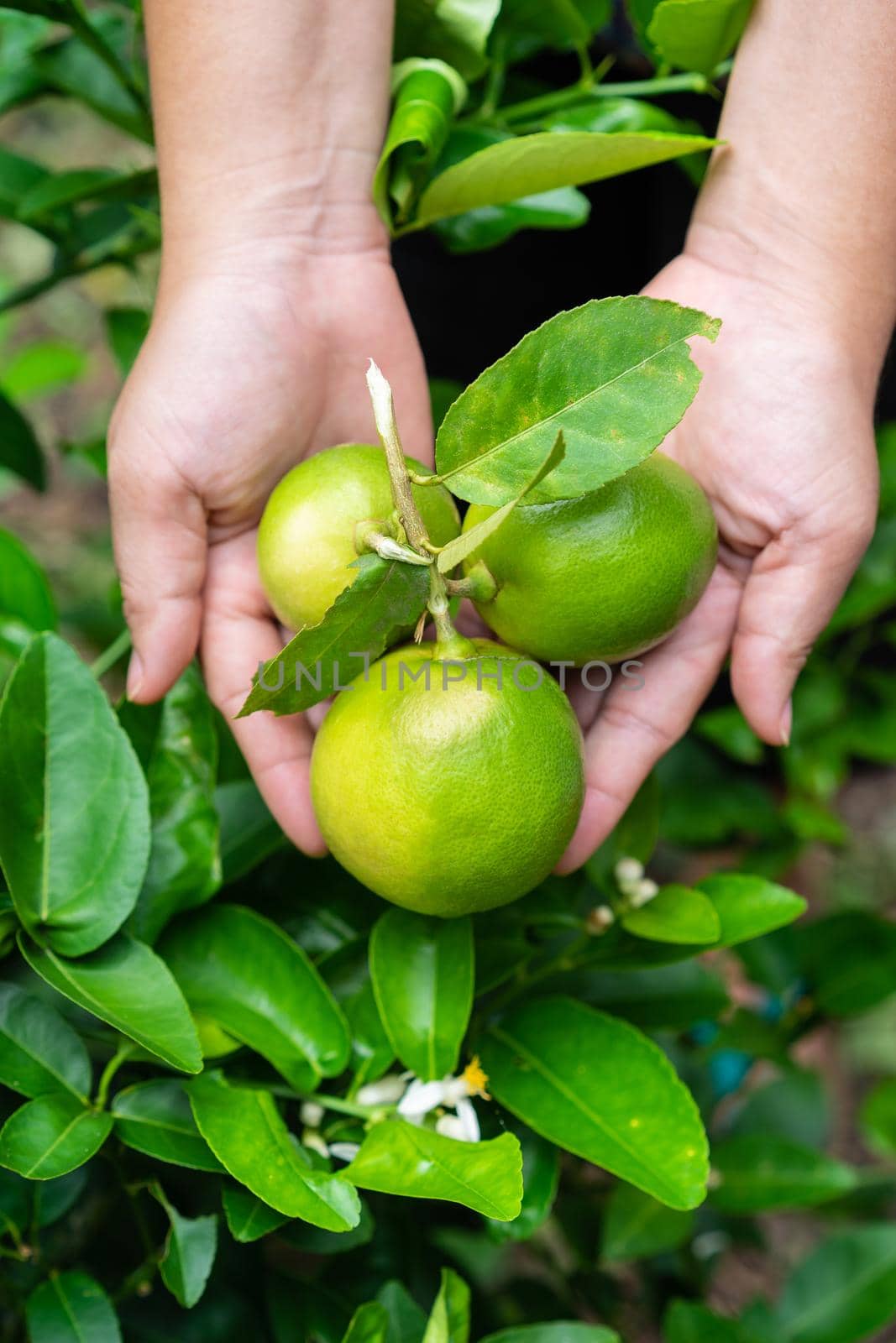 Green beautiful fresh limes in a woman's hand in the garden by domonite