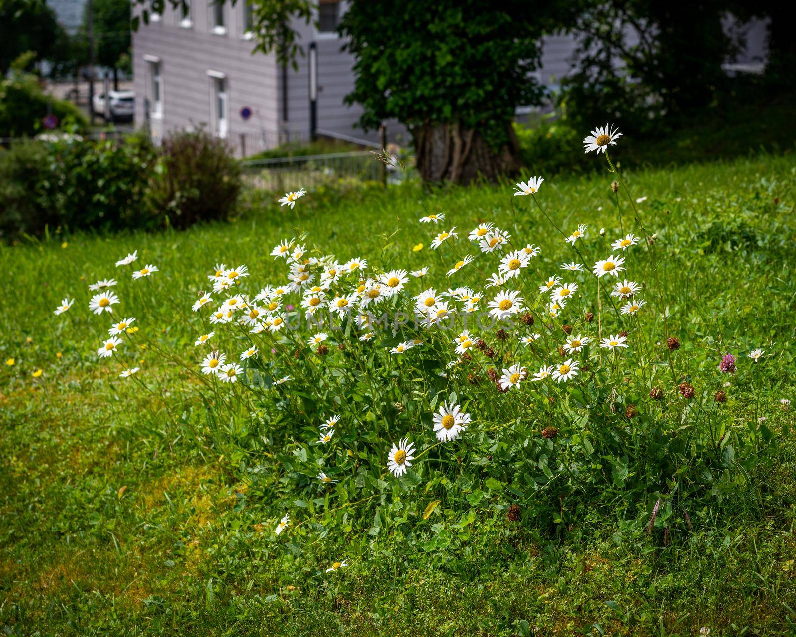 Spring meadow and a bunch of daisy flowers, growing spring flowers and grass