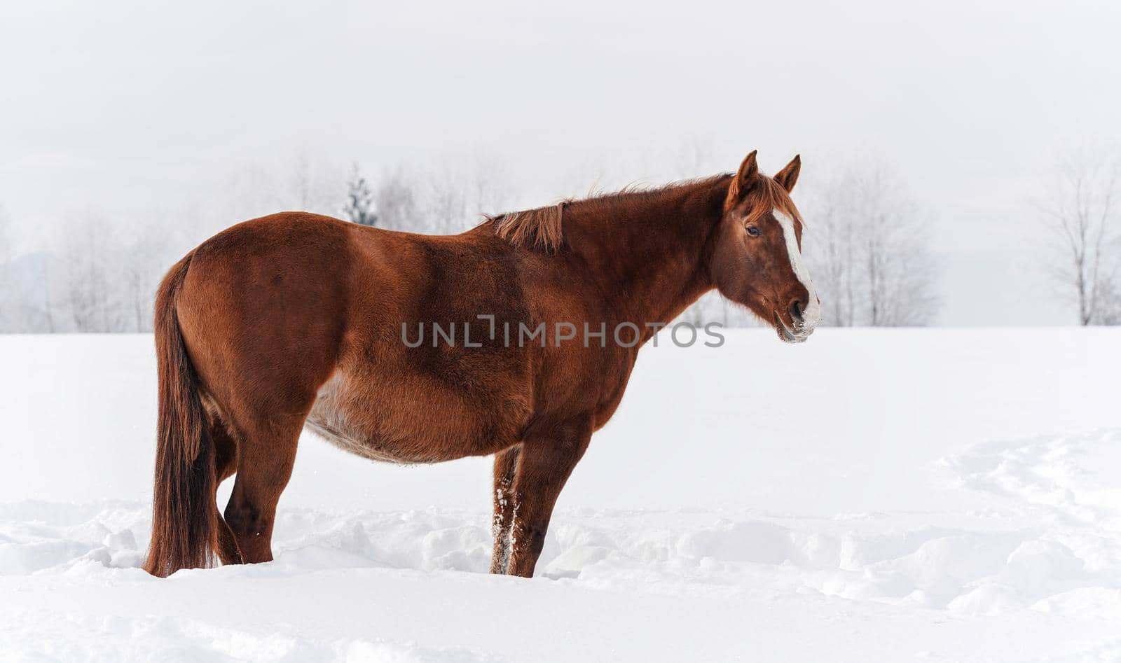 Brown horse standing on winter snow covered field, view from side.