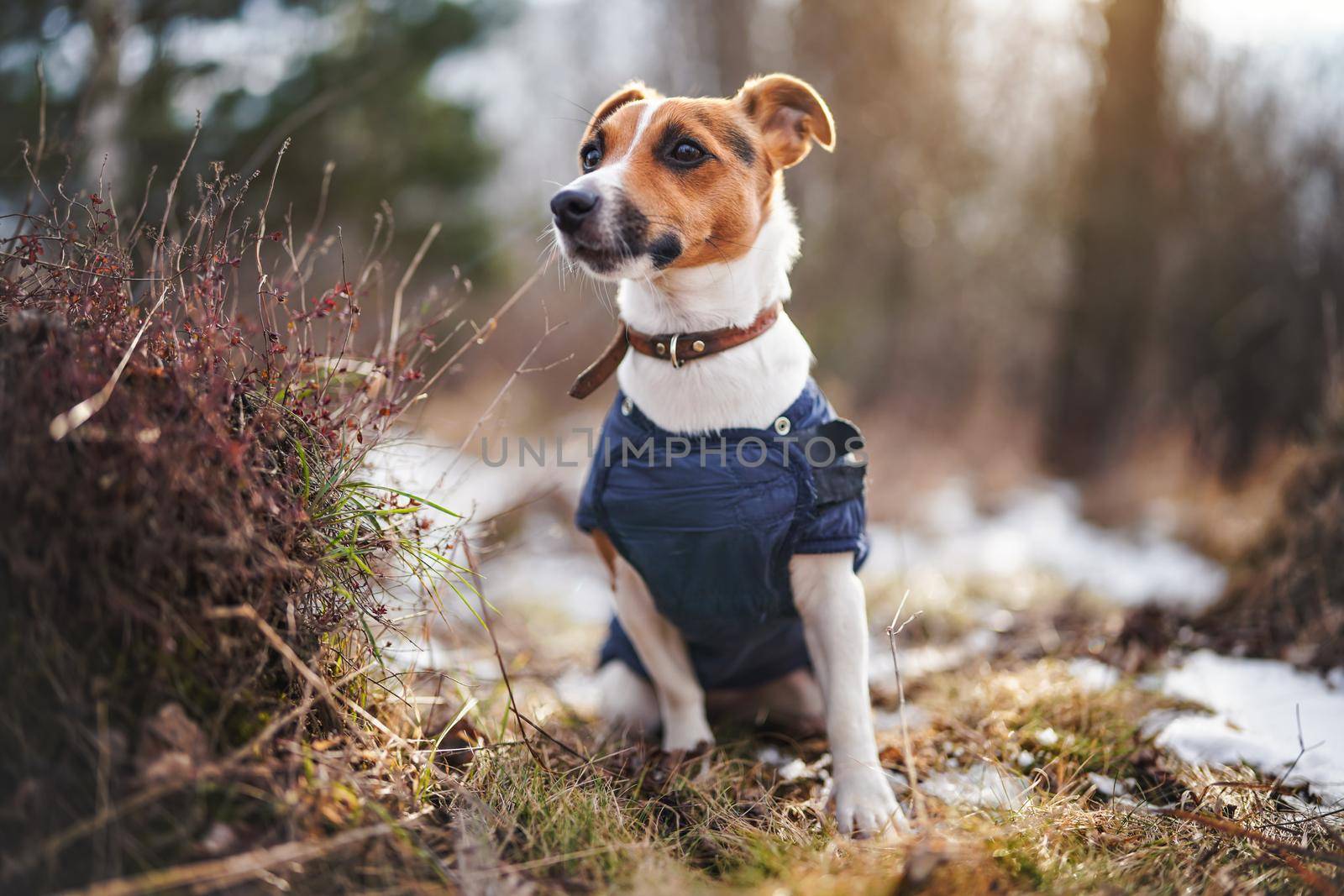 Small Jack Russell terrier sitting on snow covered forest path wearing warm jumper.