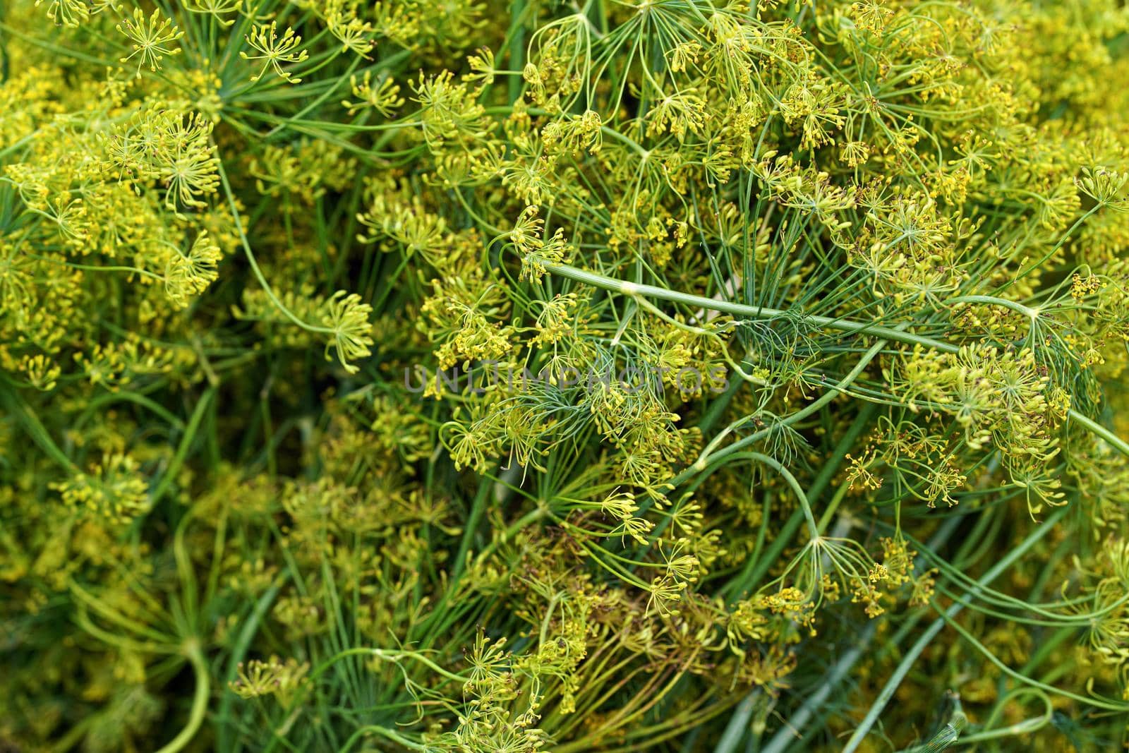 Fresh dill herbs with yellow flowers displayed on street market, closeup detail.