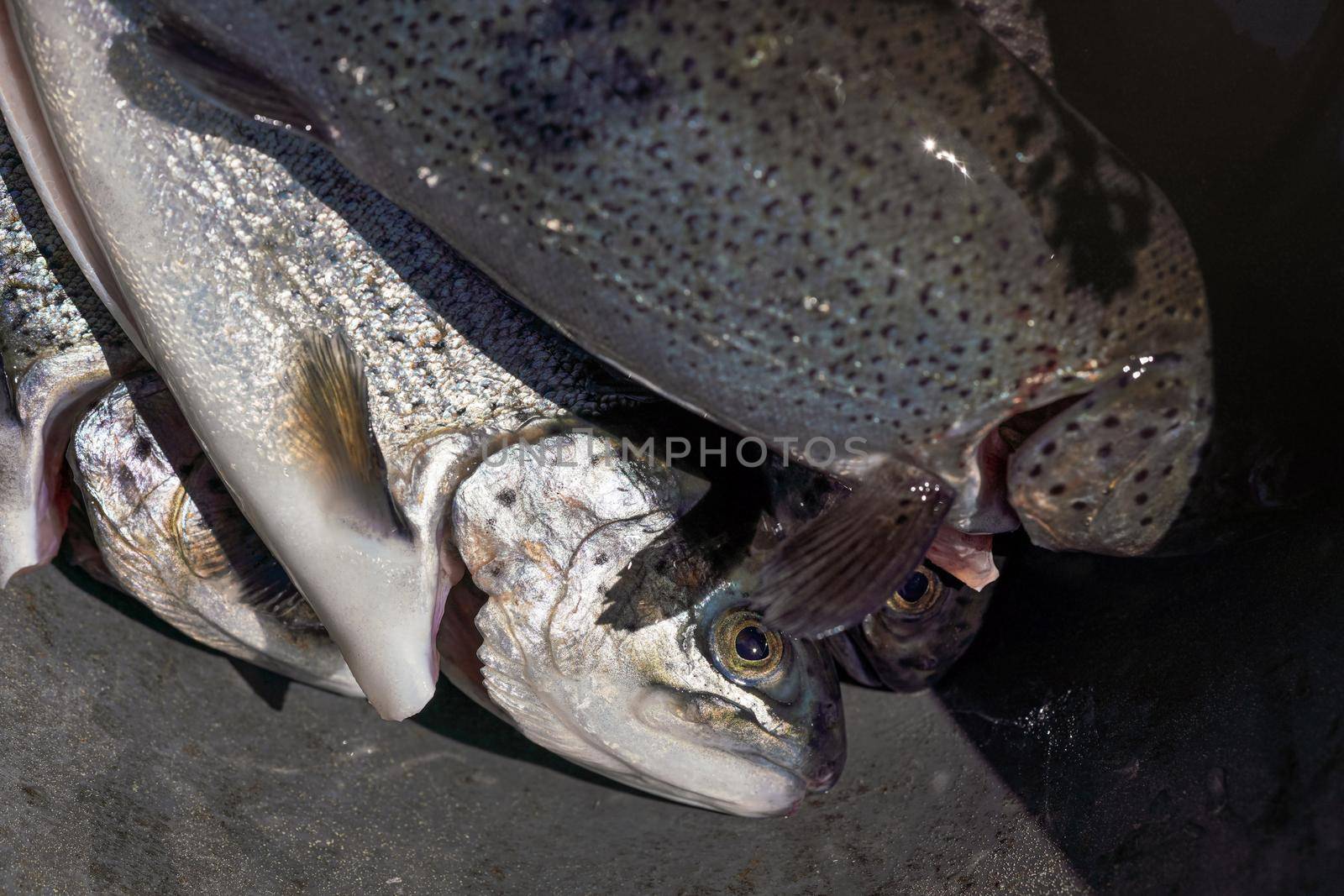 Freshly caught rainbow trout fishes, closeup detail, sun shines on eye and skin.