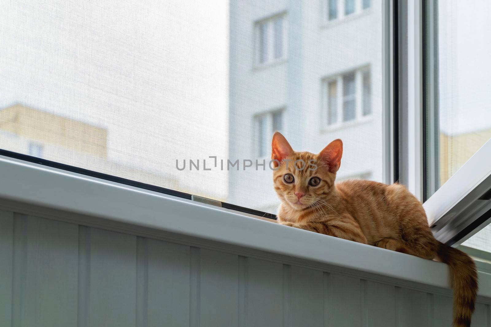 A small cute ginger tabby kitten sits on the window sill with a protective mosquito and anti-vandal anti-cat net and looks at the camera. Pets. Selective focus.