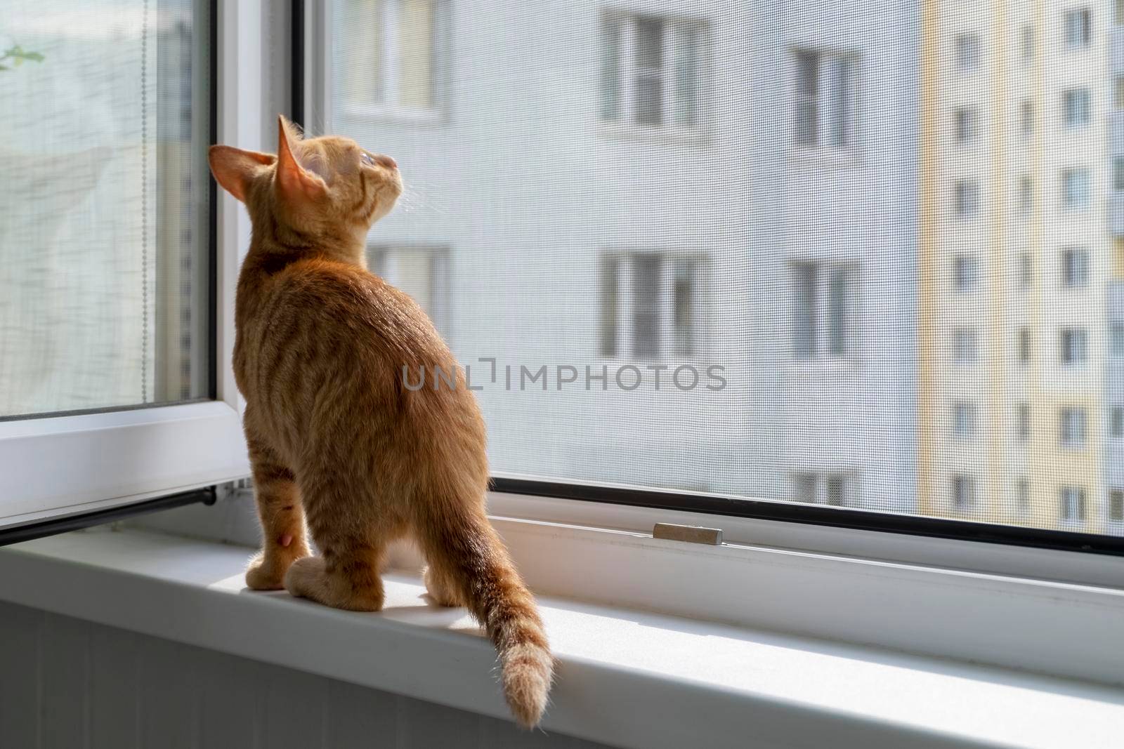 A small cute ginger tabby kitten sits on the window sill with a protective mosquito and anti-vandal anti-cat net and looks up. Pets. Selective focus.