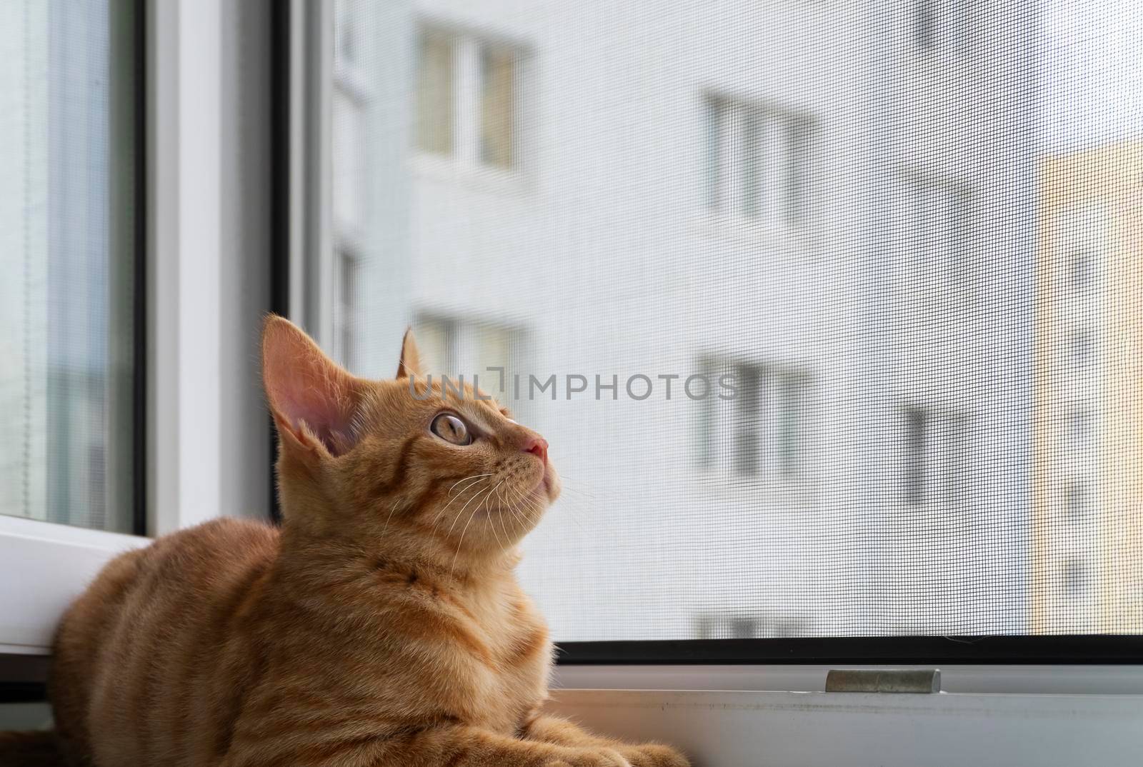 A small cute ginger tabby kitten sits on the window sill with a protective mosquito and anti-vandal anti-cat net and looks up. Pets. Selective focus.