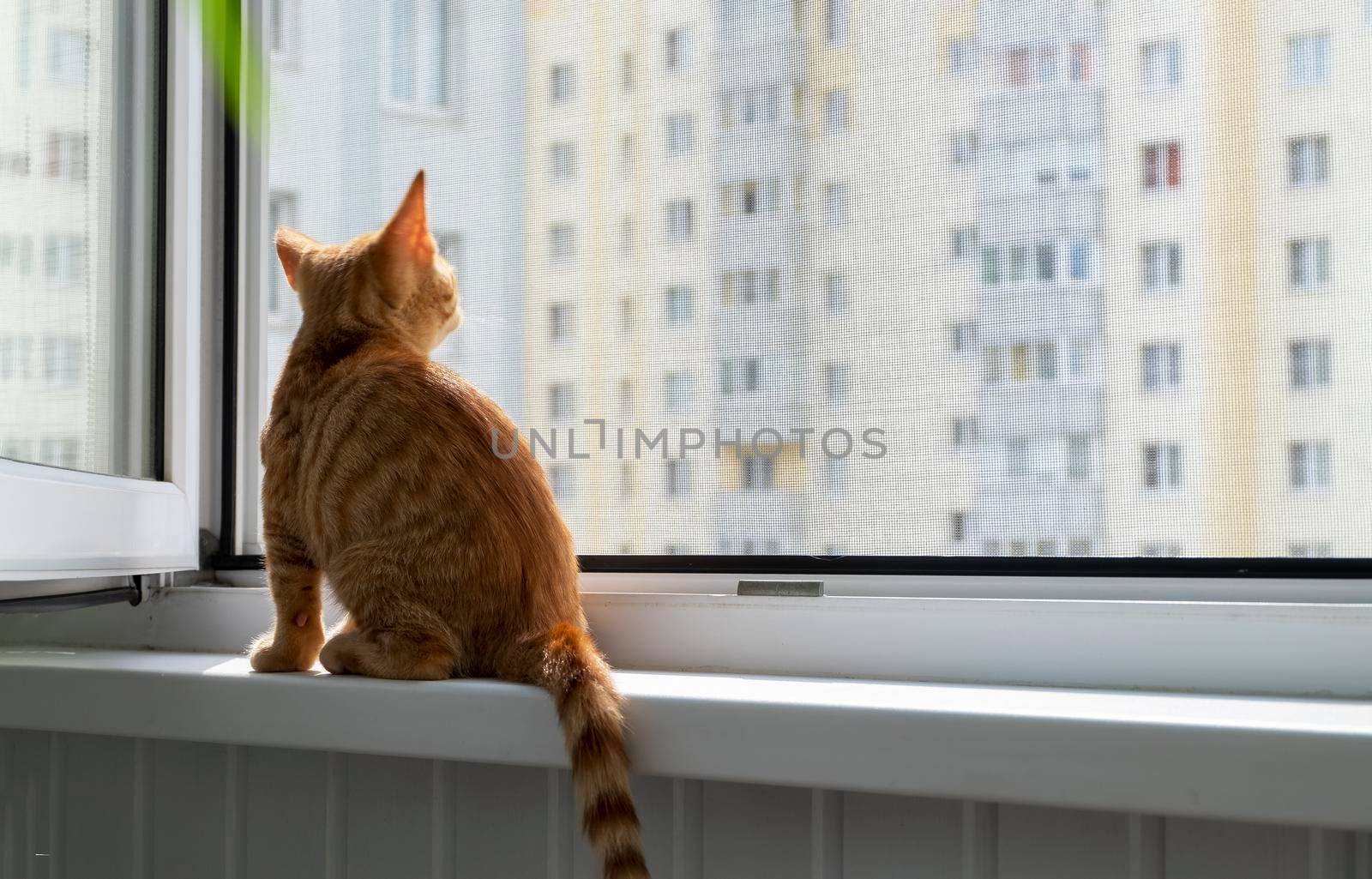 A small cute ginger tabby kitten sits on the window sill with a protective mosquito and anti-vandal anti-cat net and looks at the camera. Pets. Selective focus.