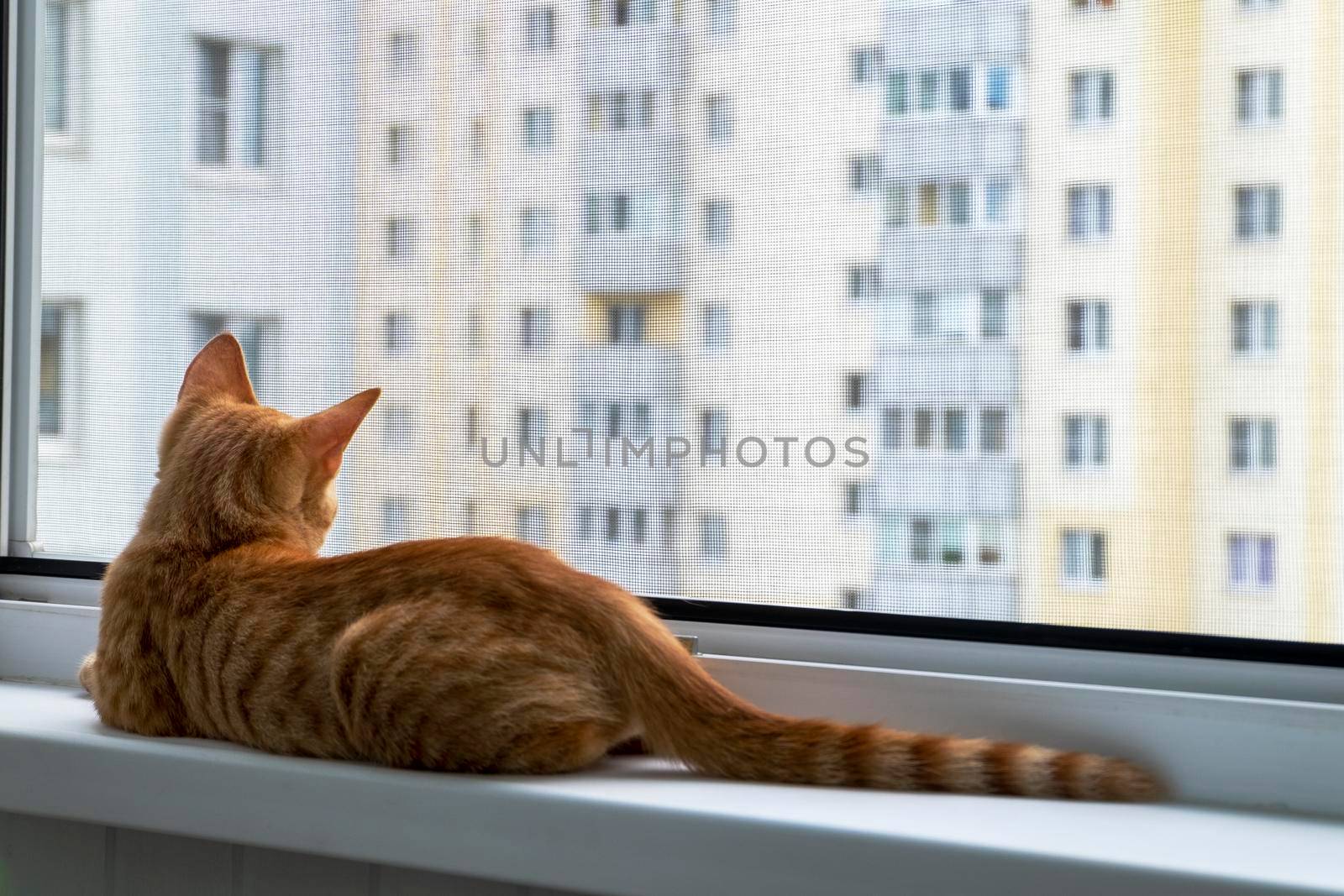 A small cute ginger tabby kitten sits on the window sill with a protective mosquito and anti-vandal anti-cat net and looking out the window. Pets. Selective focus.