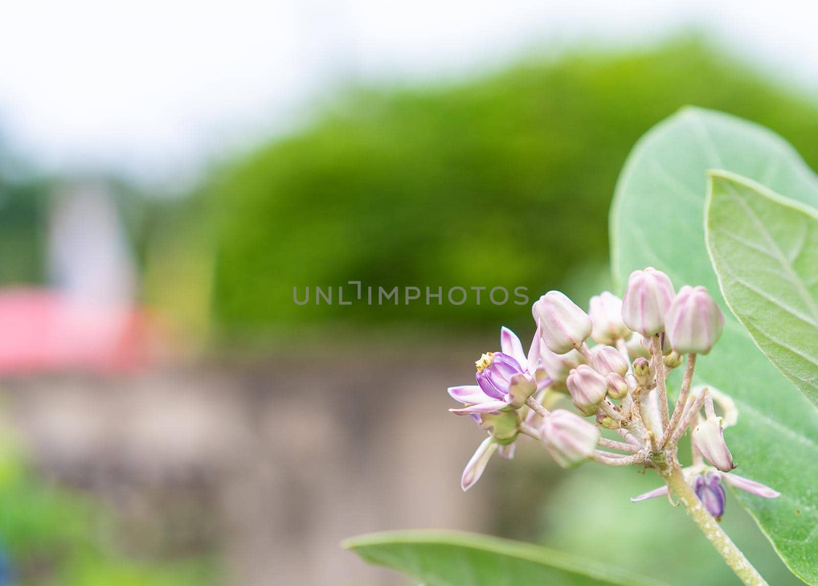 Close up fresh Crown flower or Calotropis giantea with green leaf