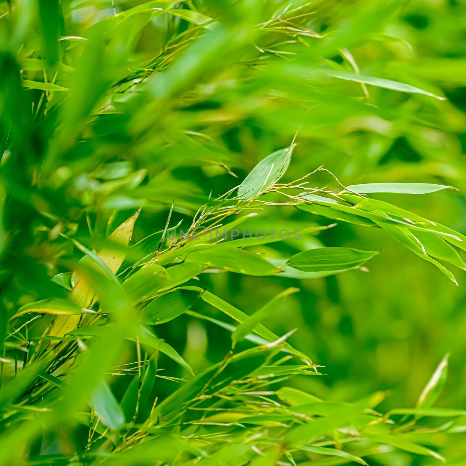 Green bamboo background, fresh leaves on tree as nature, ecology and environment concept.