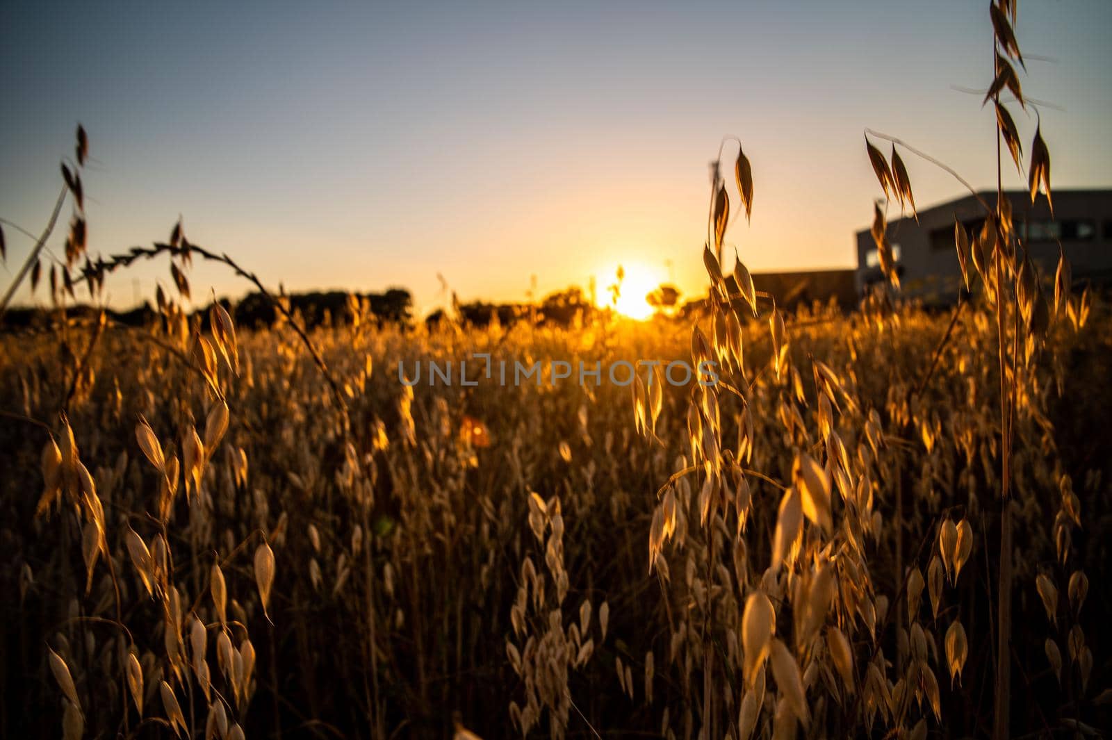 ditch grass at sunset of an orange color by carfedeph