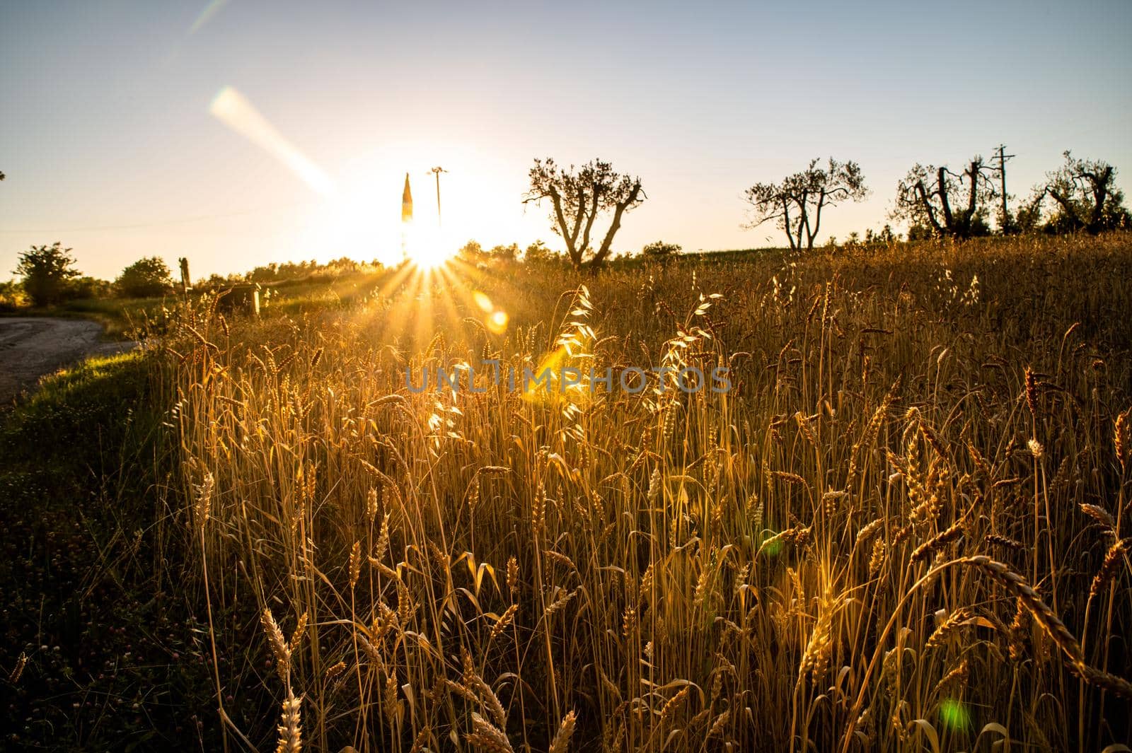 ditch grass at sunset of an orange color by carfedeph