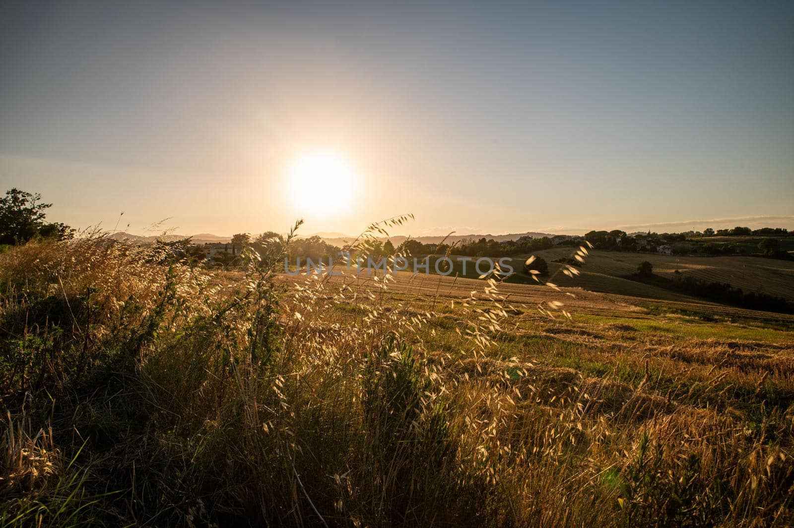 ditch grass at sunset of an orange color in the summer time