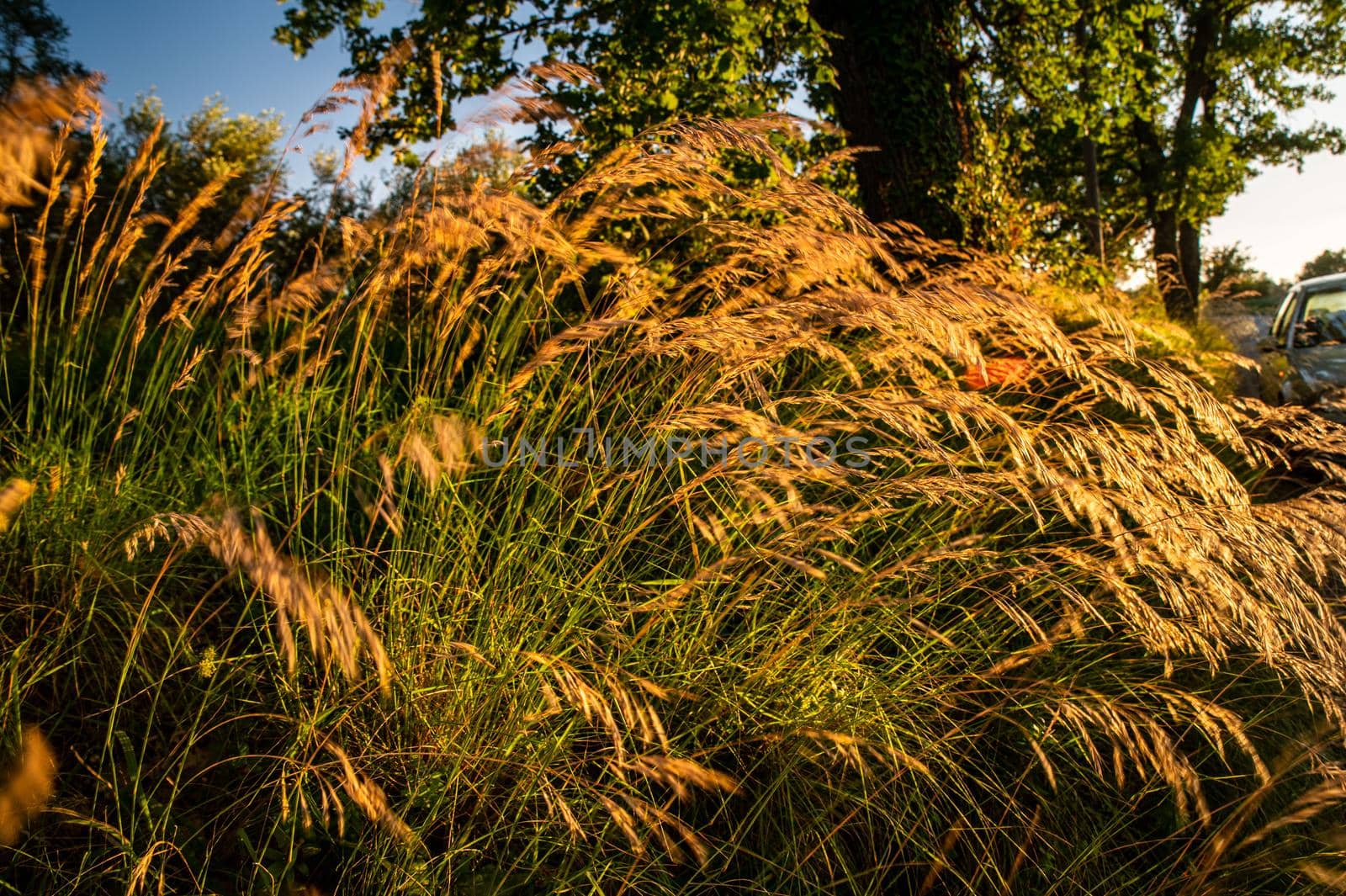 ditch grass at sunset of an orange color in the summer time