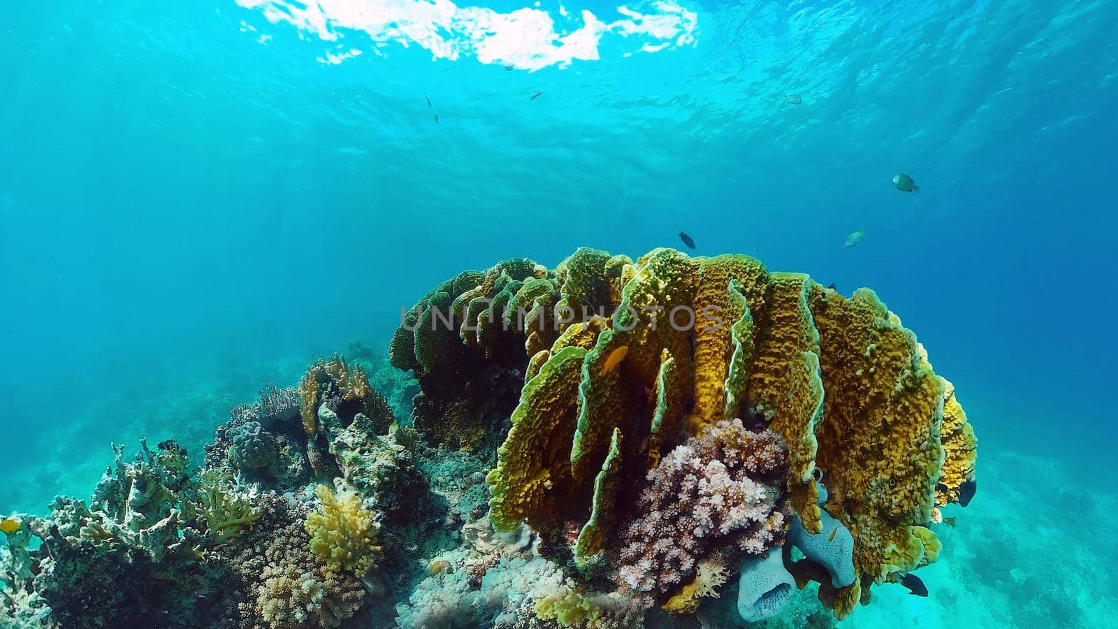 Tropical fishes and coral reef, underwater footage. Seascape under water. Panglao, Bohol, Philippines.
