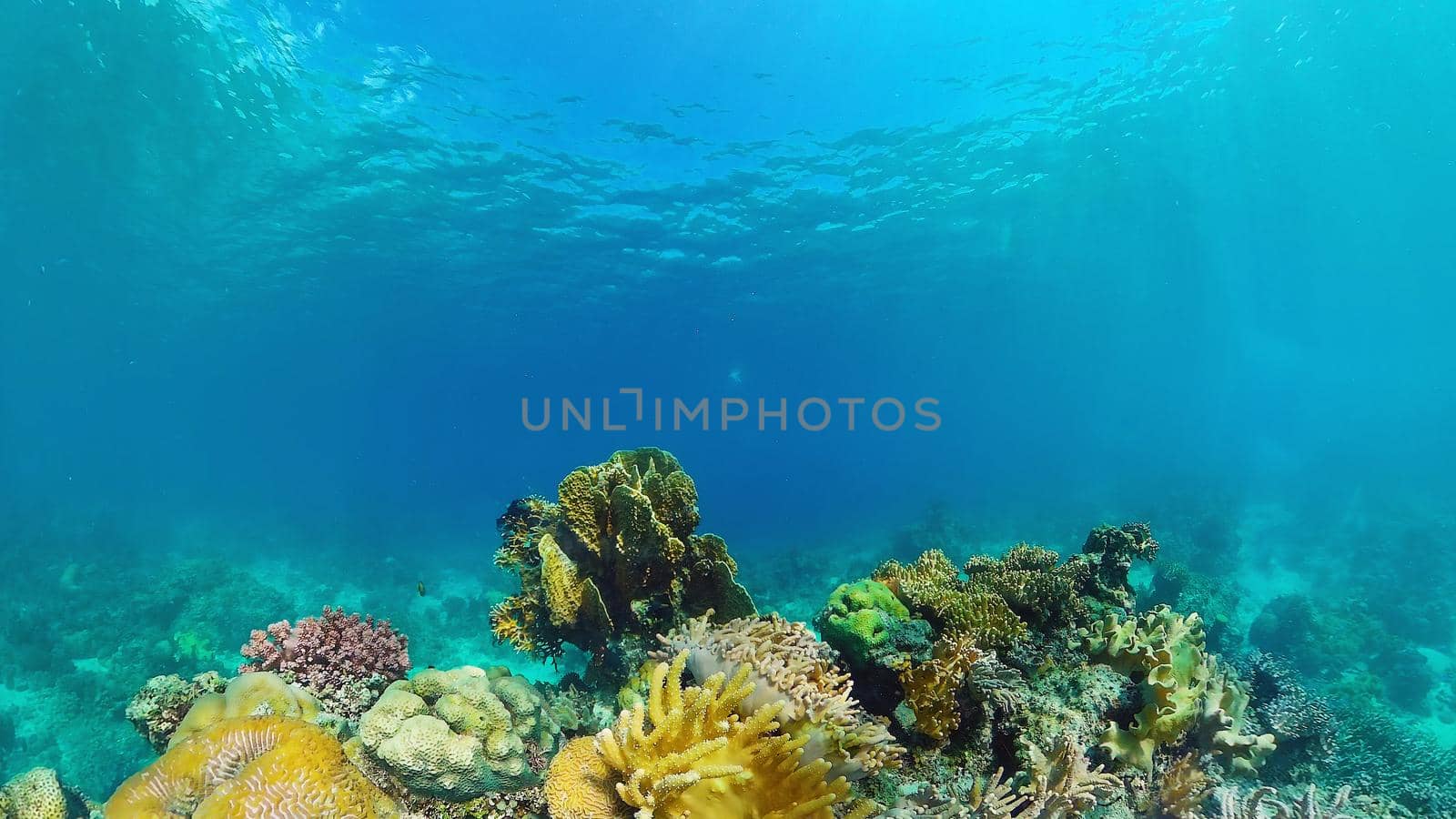 Tropical fishes and coral reef at diving. Underwater world with corals and tropical fishes. Panglao, Bohol, Philippines.