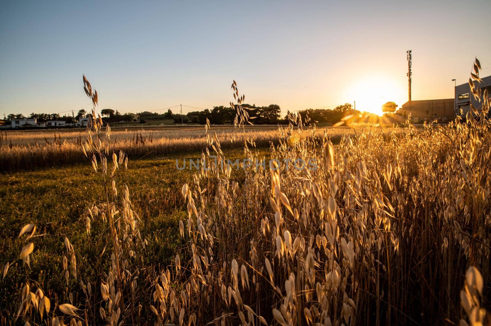 ditch grass at sunset of an orange color by carfedeph