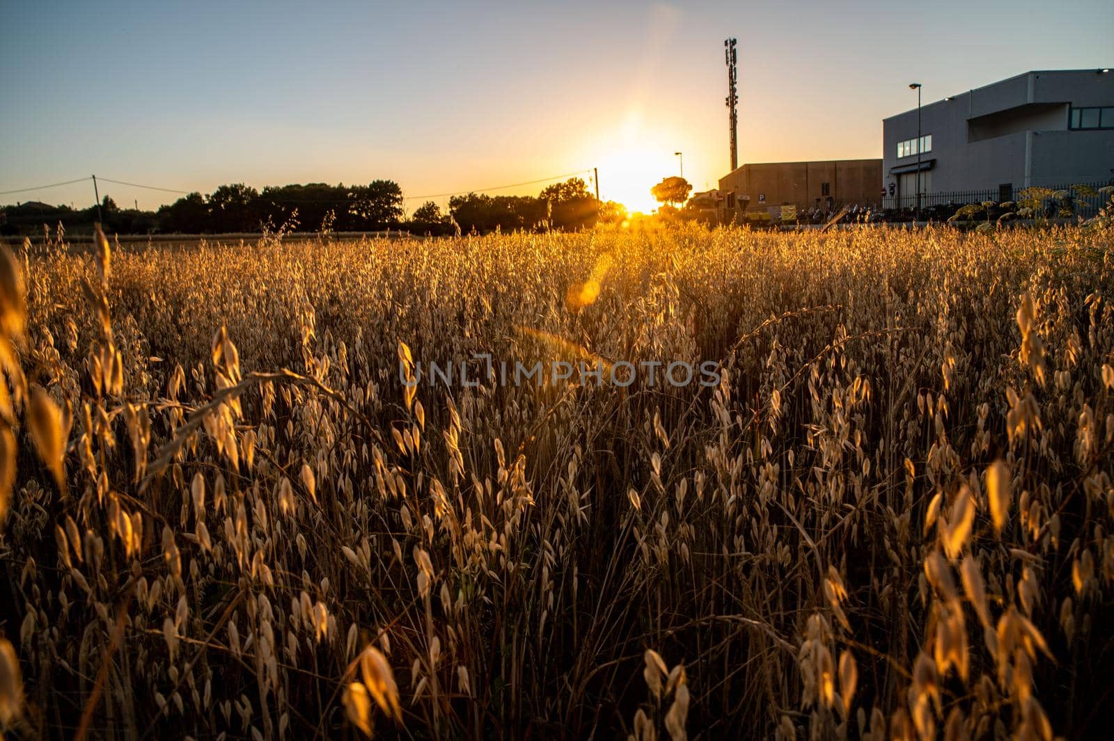 ditch grass at sunset of an orange color by carfedeph