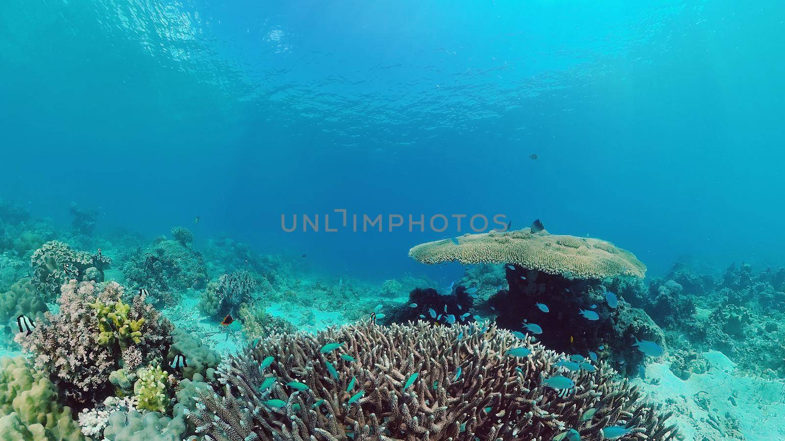 Tropical sea and coral reef. Underwater Fish and Coral Garden. Underwater sea fish. Tropical reef marine. Colourful underwater seascape. Panglao, Bohol, Philippines.