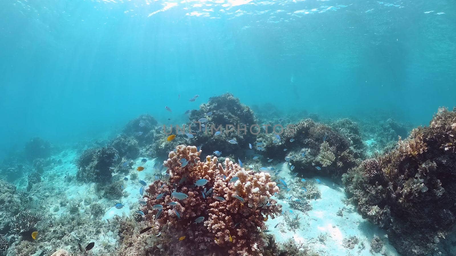 Coral reef underwater with fishes and marine life. Coral reef and tropical fish. Panglao, Bohol, Philippines.