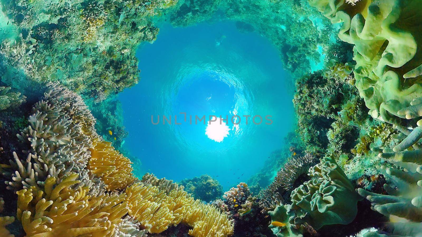 Tropical Fishes on Coral Reef, underwater scene. Panglao, Philippines.