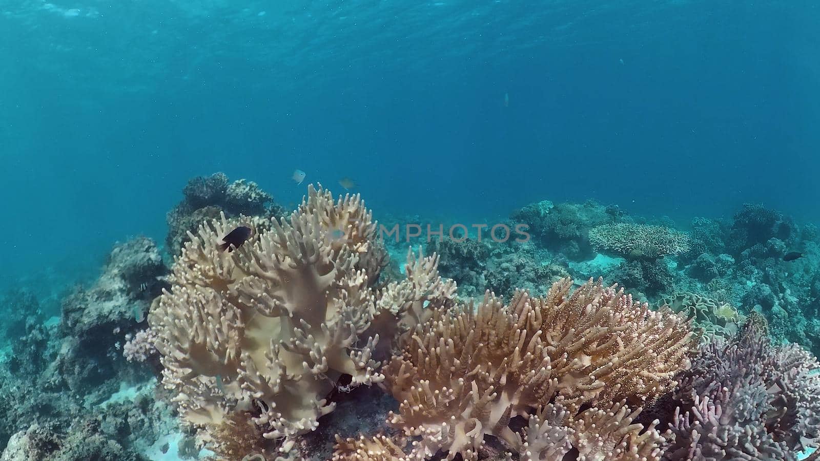 Underwater fish garden reef. Reef coral scene. Seascape under water. Panglao, Bohol, Philippines.