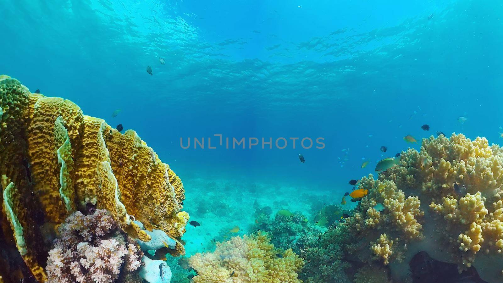 Underwater Scene Coral Reef. Tropical underwater sea fishes. Panglao, Bohol, Philippines.