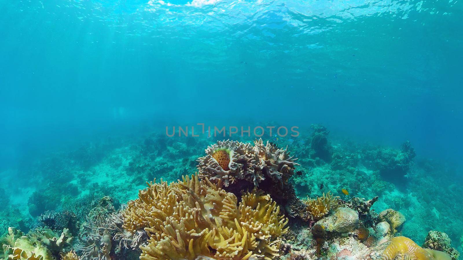 Tropical coral reef seascape with fishes, hard and soft corals. Underwater video. Panglao, Bohol, Philippines.