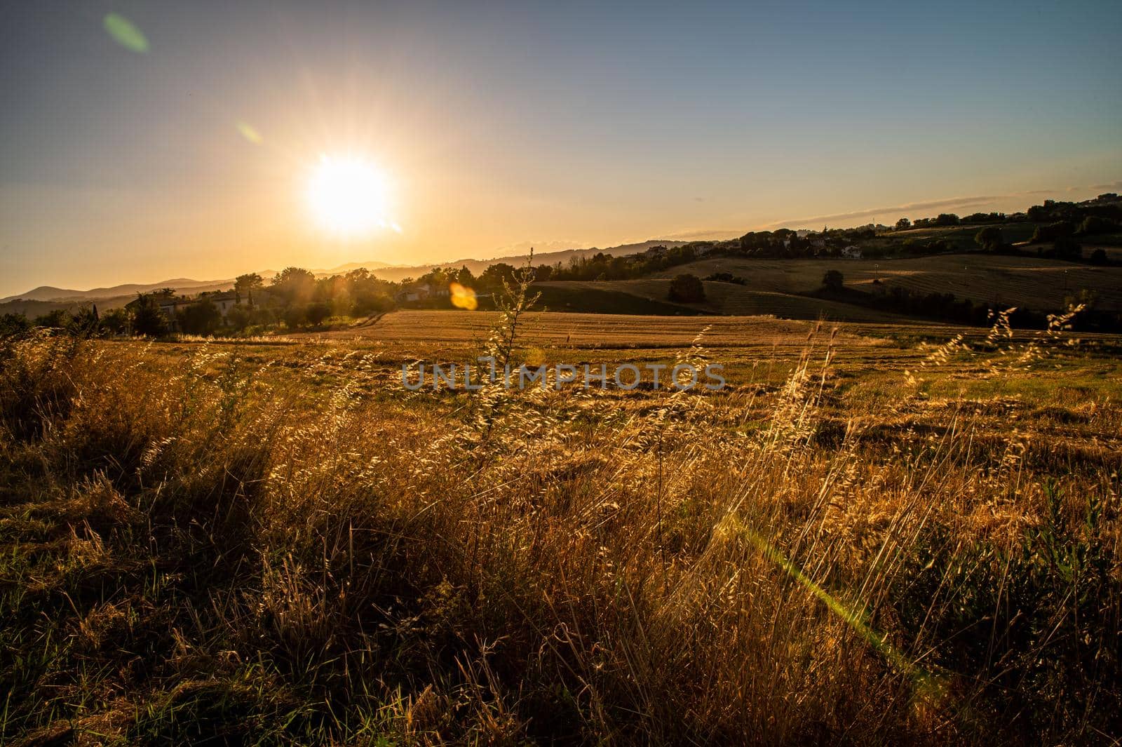 ditch grass at sunset of an orange color in the summer time