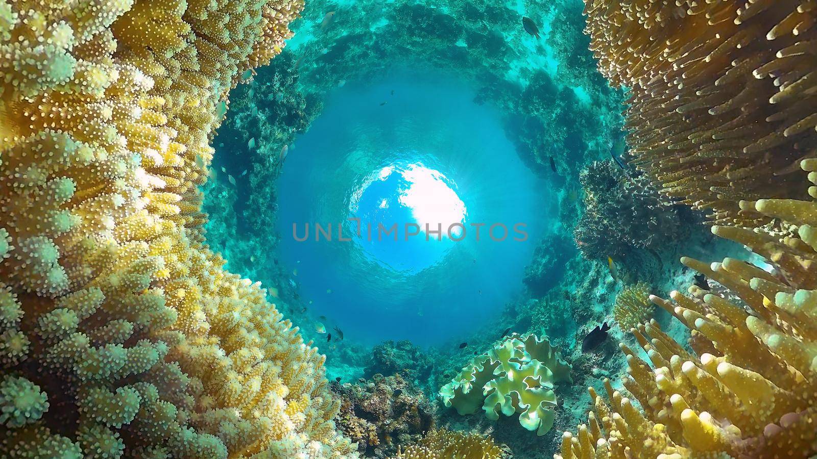 The underwater world of coral reef with fishes at diving. Coral garden under water. Panglao, Bohol, Philippines.