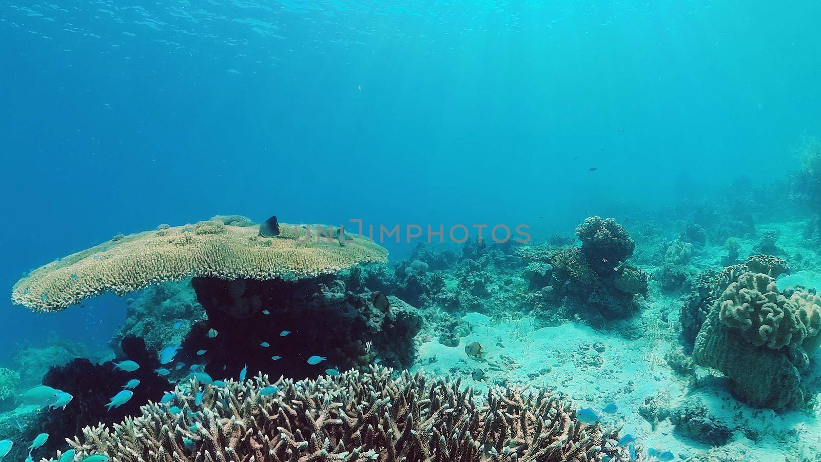Tropical fishes and coral reef underwater. Hard and soft corals, underwater landscape. Panglao, Bohol, Philippines.