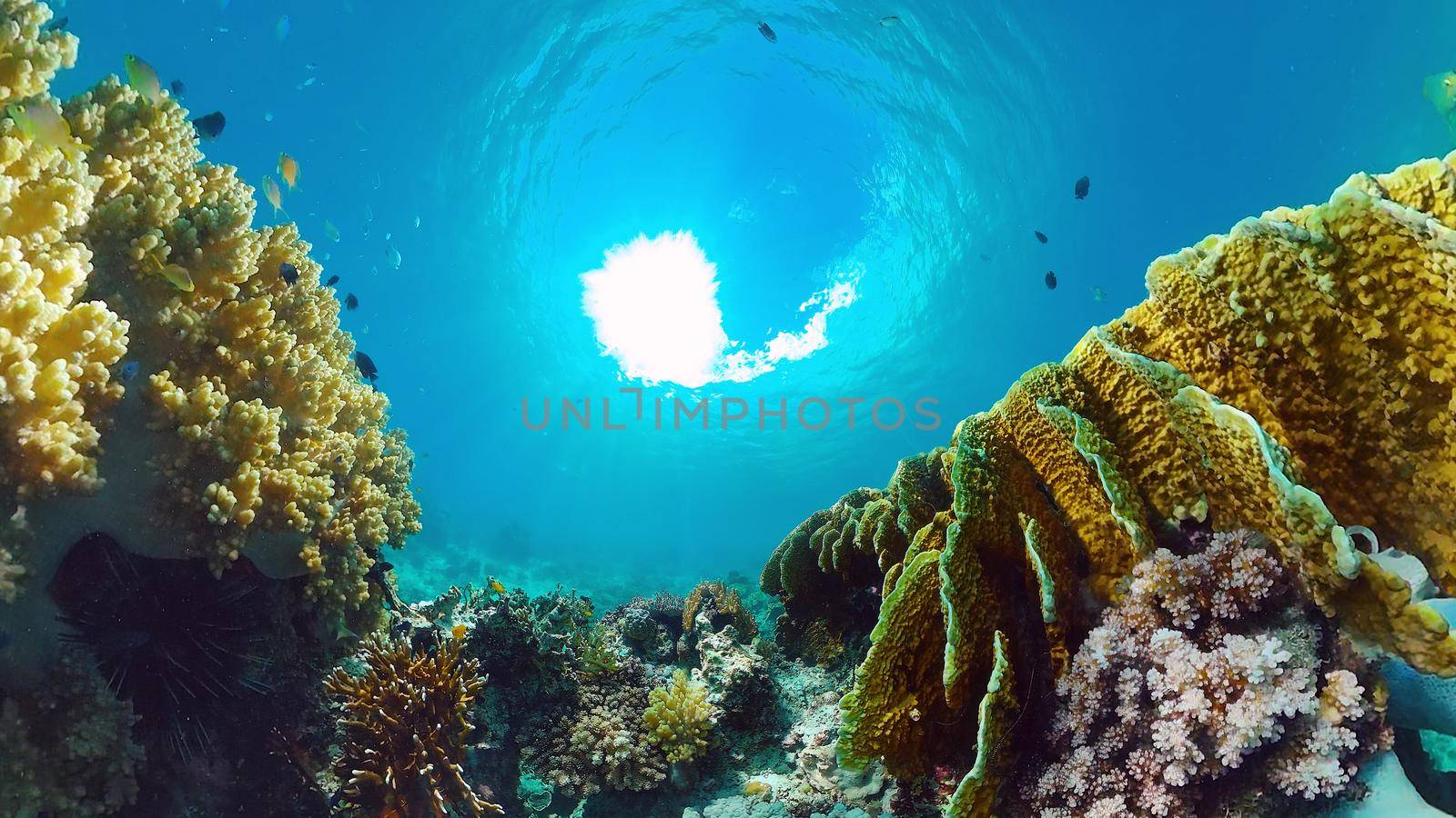Tropical coral reef. Underwater fishes and corals. Panglao, Philippines.