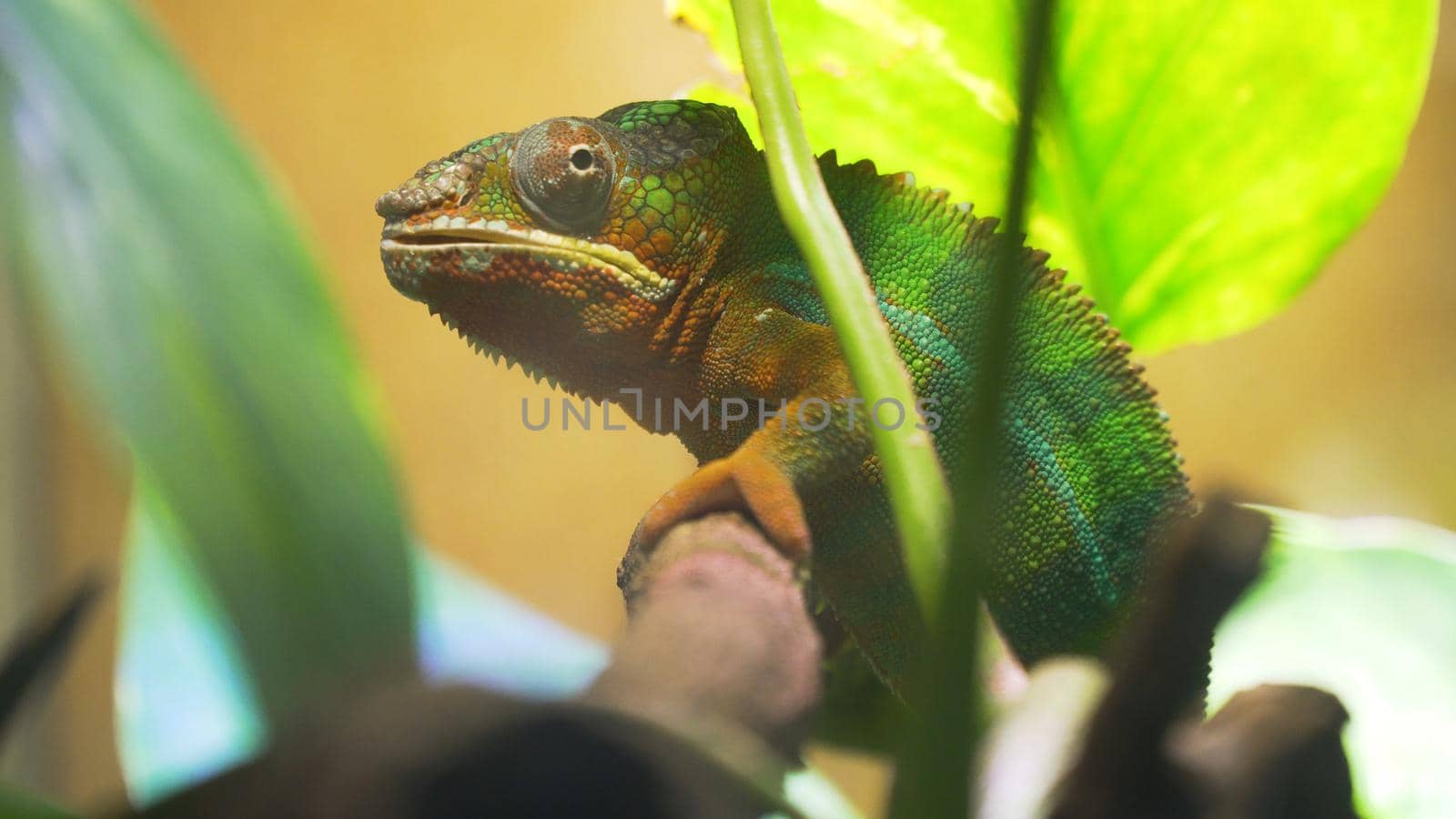 Chameleon sitting on a branch among the green foliage.