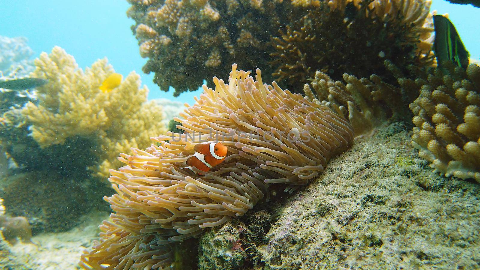 Sea anemone and clown fish on the coral reef, tropical fishes. Underwater world diving and snorkeling on coral reef. Hard and soft corals underwater landscape