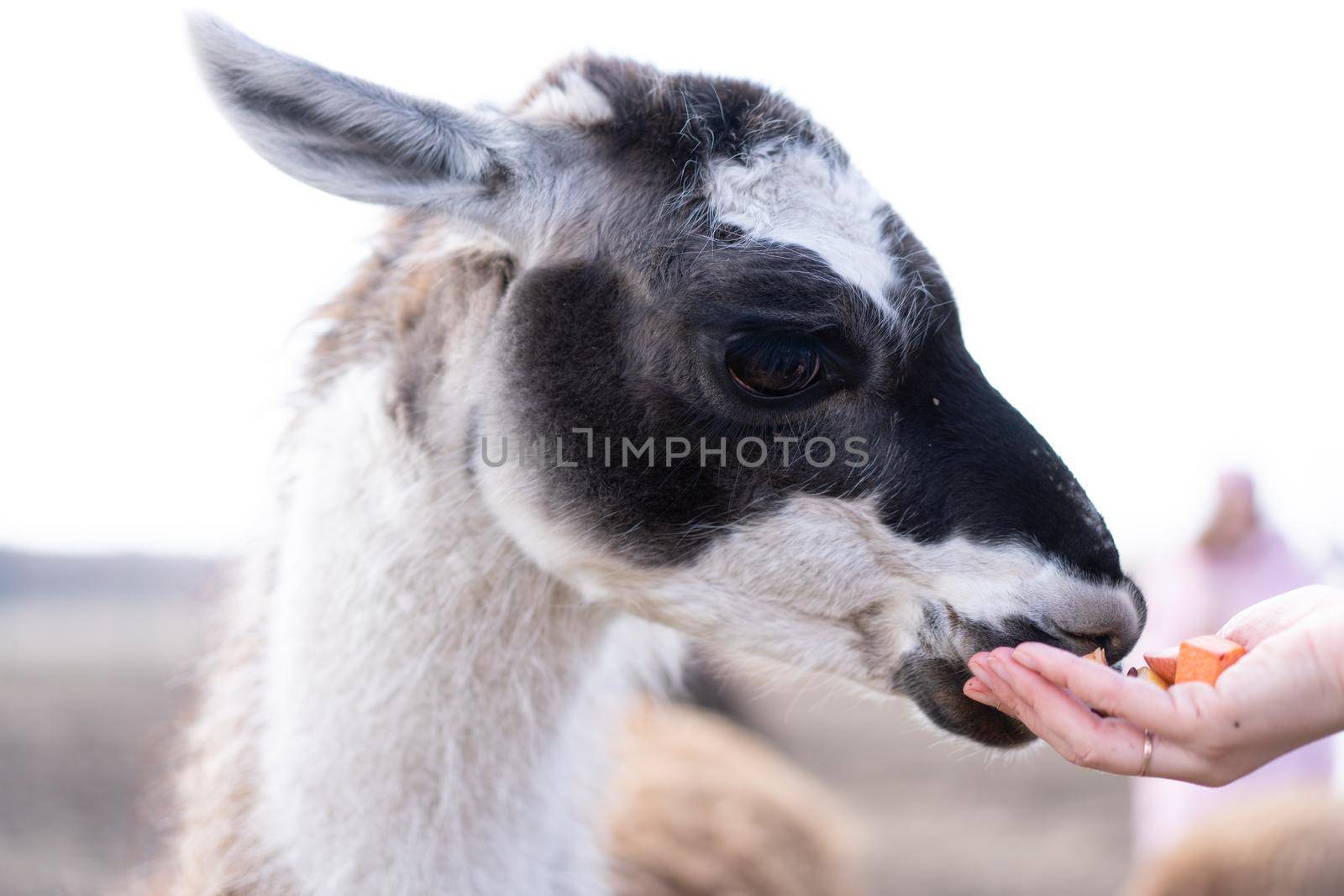 Cute animal alpaka lama on farm outdoors With funny teeth