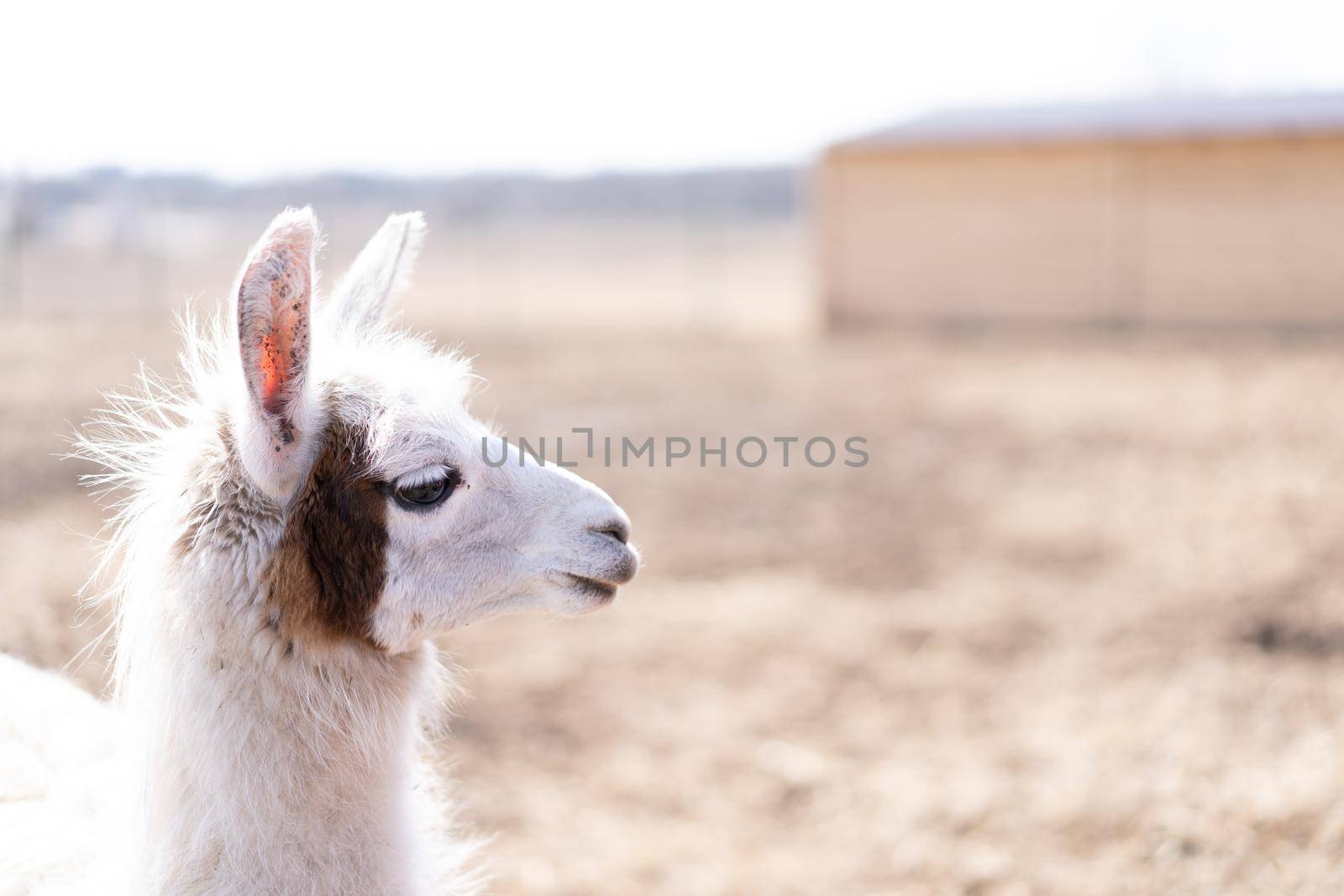 Cute animal alpaka lama on farm outdoors With funny teeth