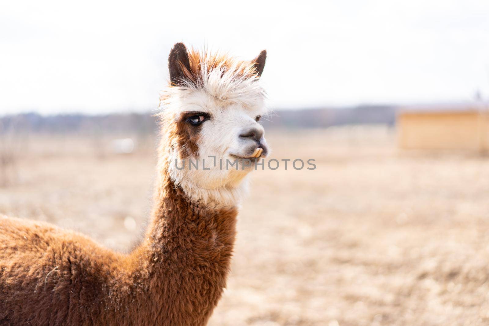 Cute animal alpaka lama on farm outdoors by andreonegin