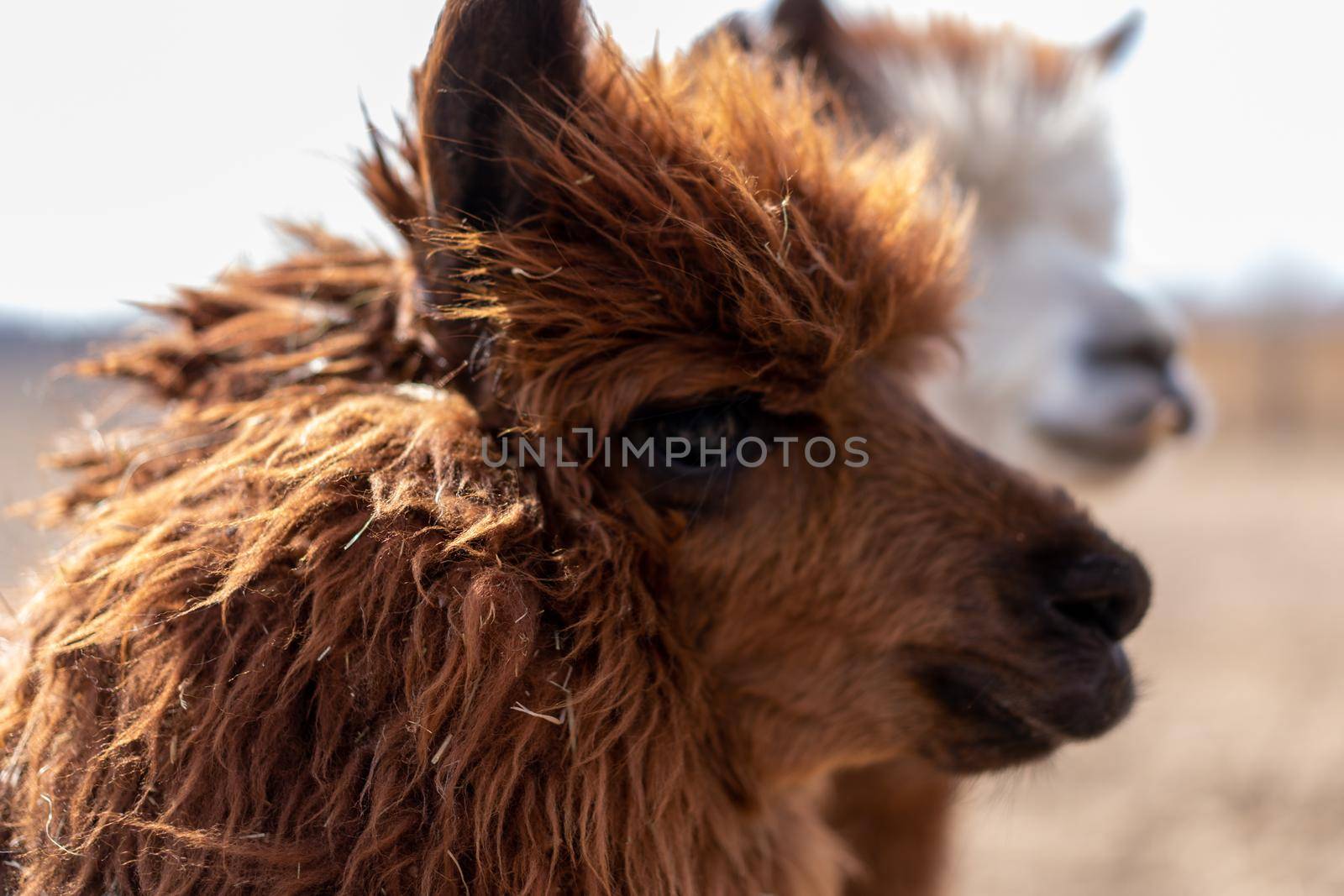 Cute animal alpaka lama on farm outdoors With funny teeth