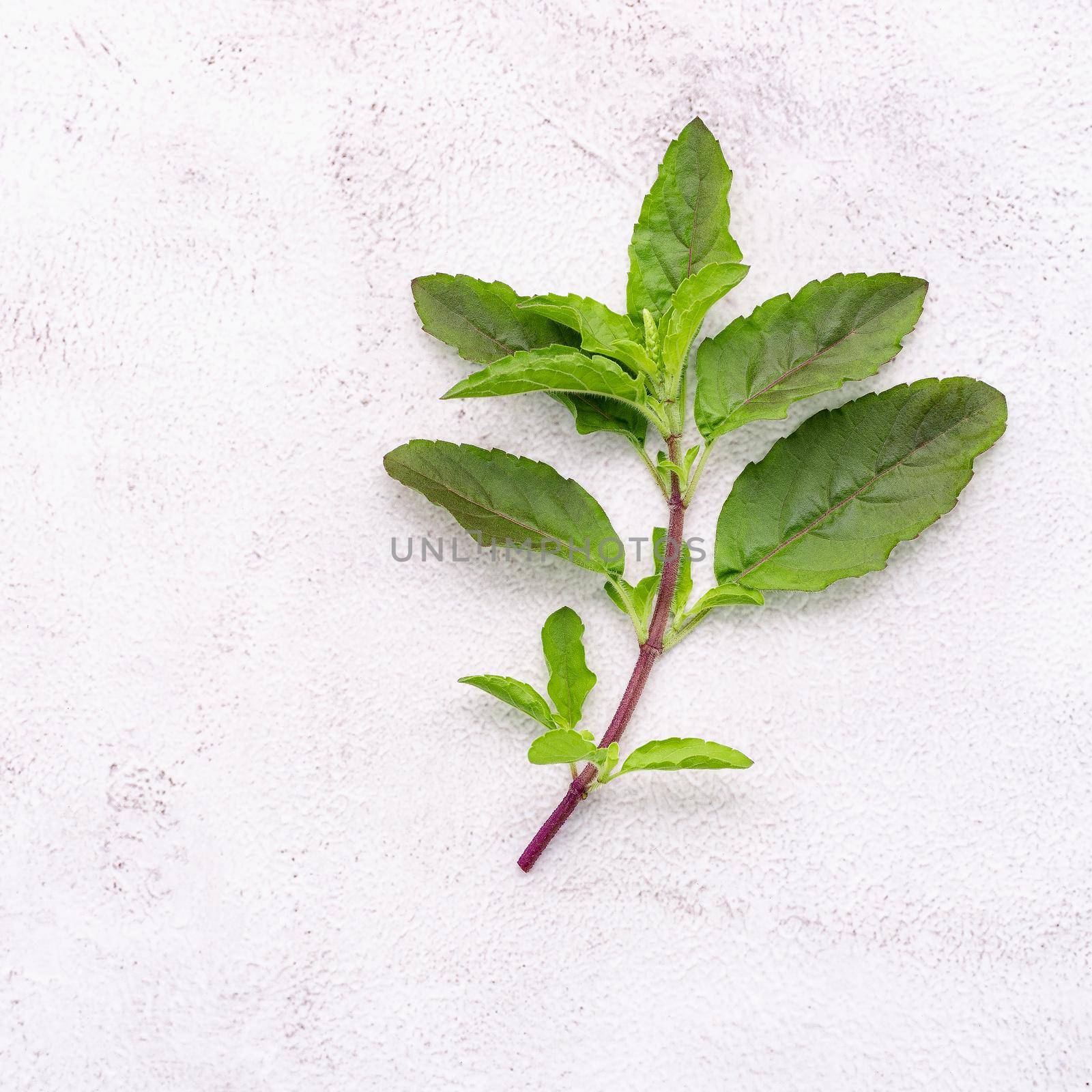 Blanch of fresh holy basil leaves set up on white concrete background with flat lay and copy space. by kerdkanno