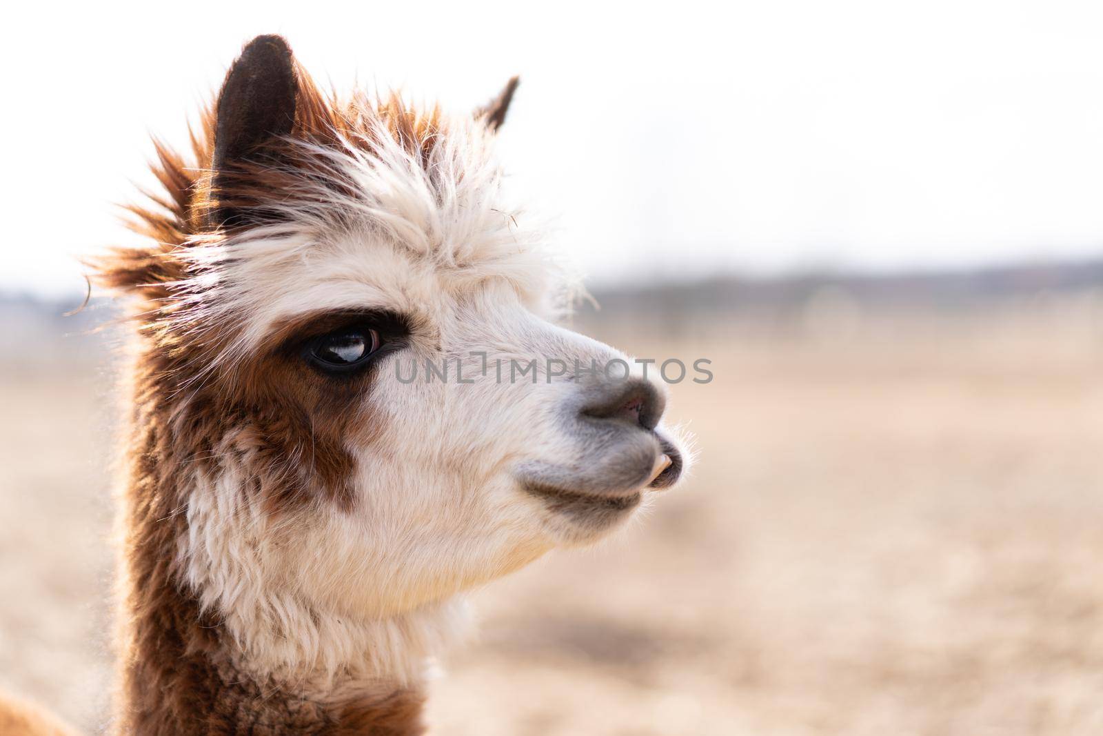 Cute animal alpaka lama on farm outdoors With funny teeth