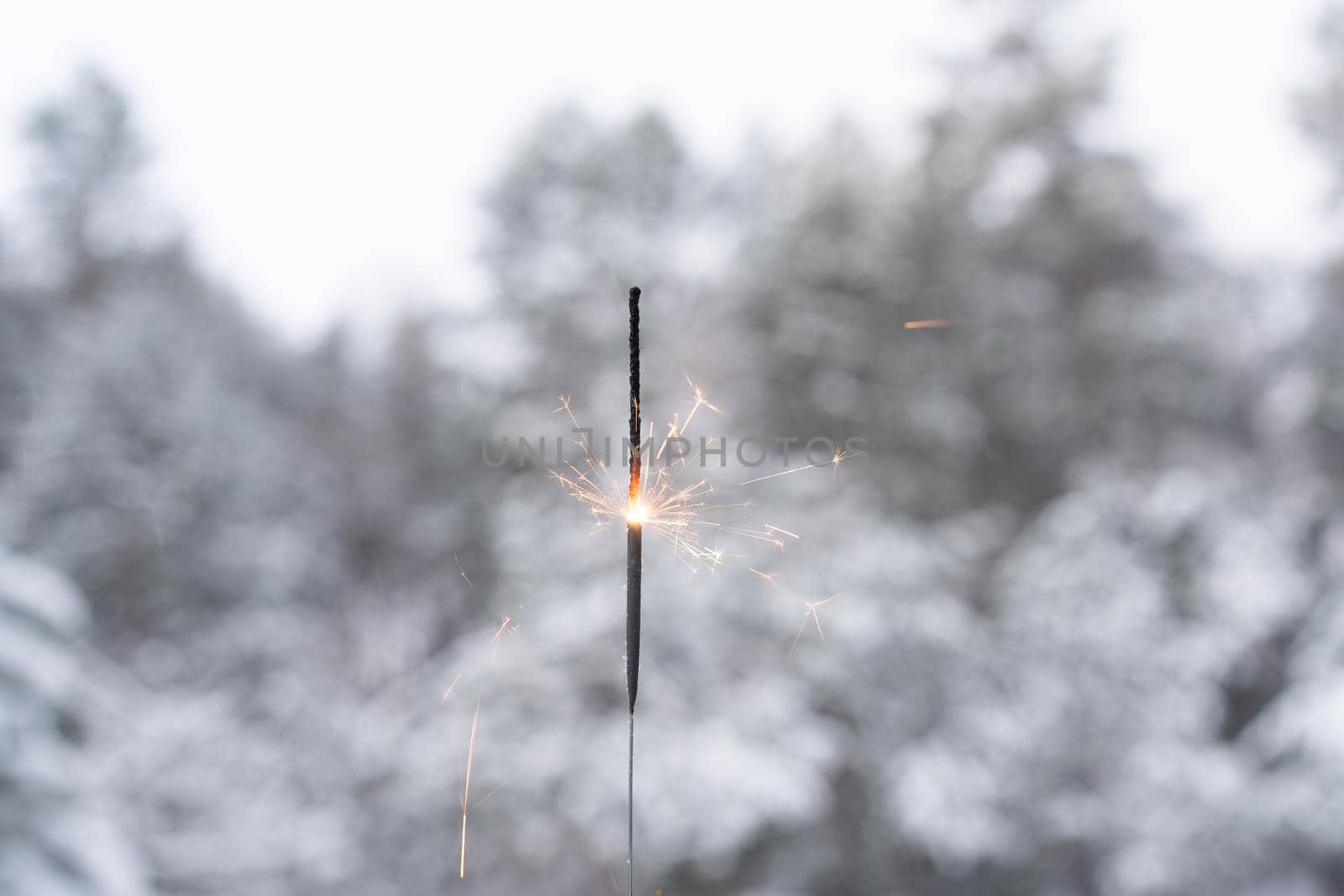 Winter landscape with sparkler on foreground of the snow in the pine forest. by andreonegin