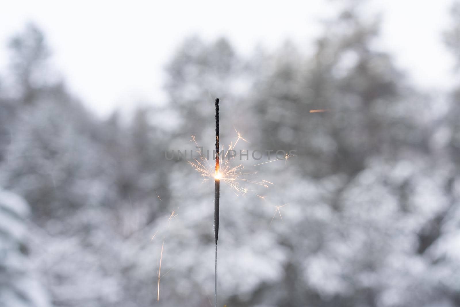 Winter landscape with sparkler on foreground of the snow in the pine forest. Landscape Beautiful in nature Bengal light