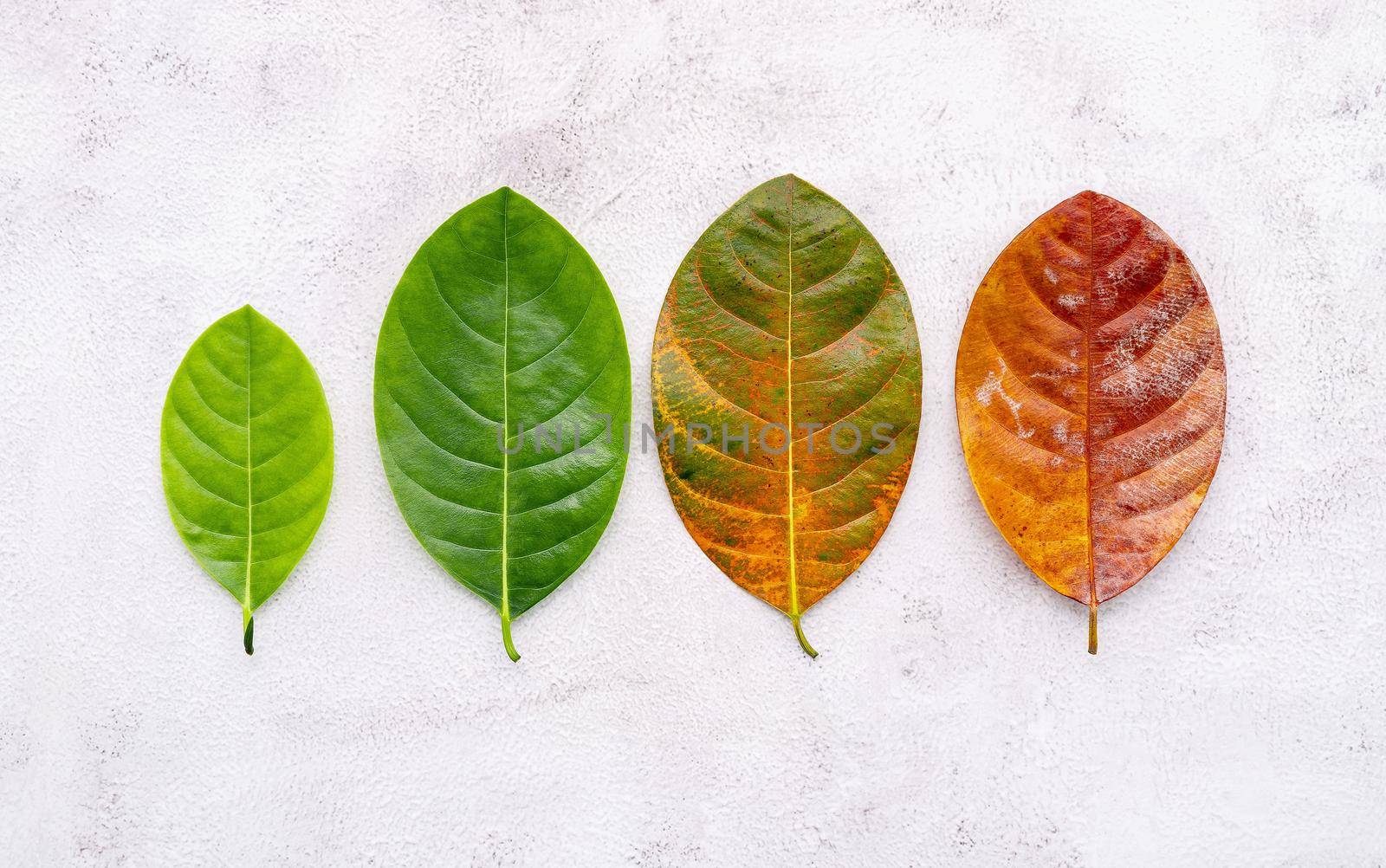 Different age of leaves and colour set up on white concrete background. Ageing and seasonal concept colorful leaves with flat lay and copy space.