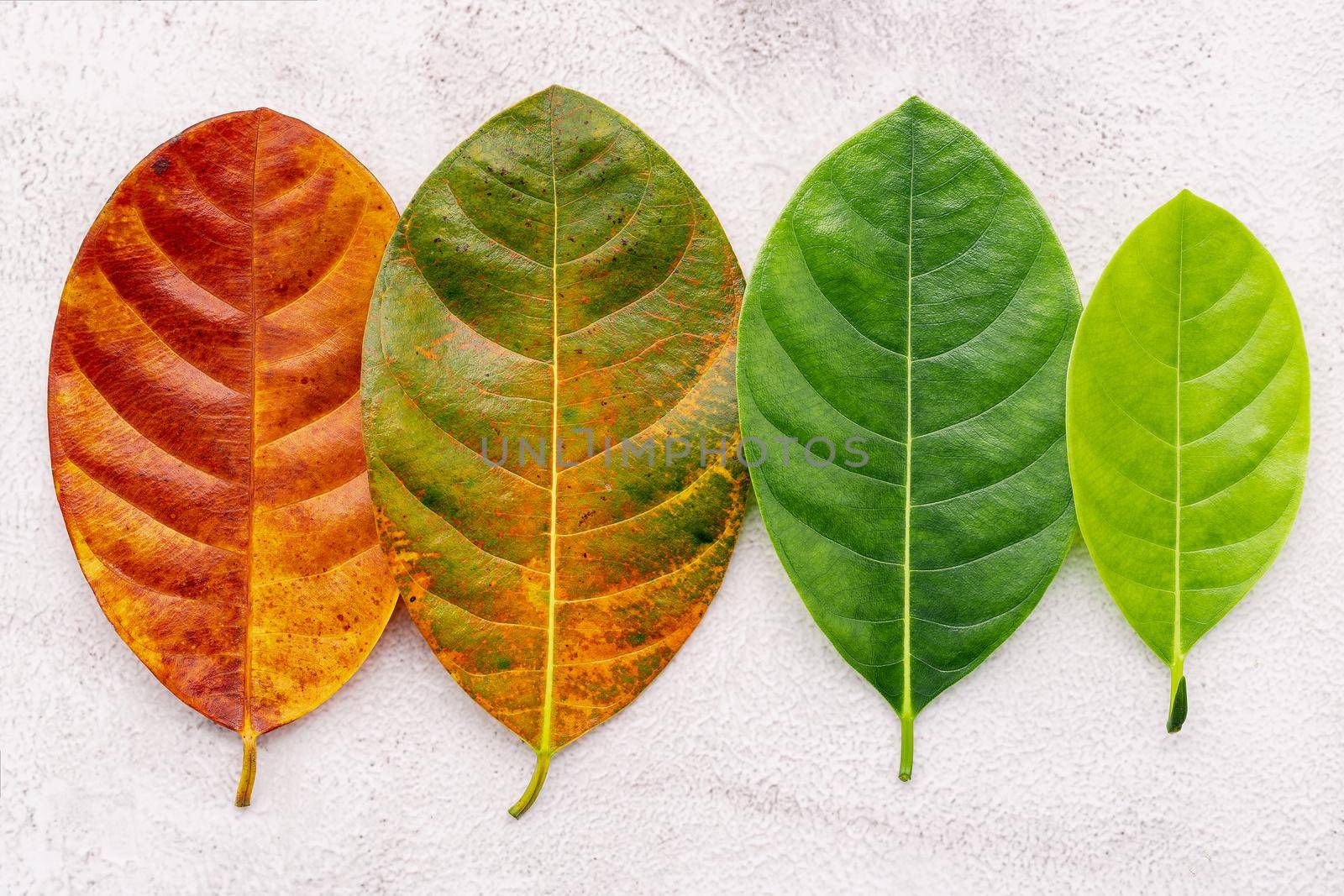 Different age of leaves and colour set up on white concrete background. Ageing and seasonal concept colorful leaves with flat lay and copy space. by kerdkanno