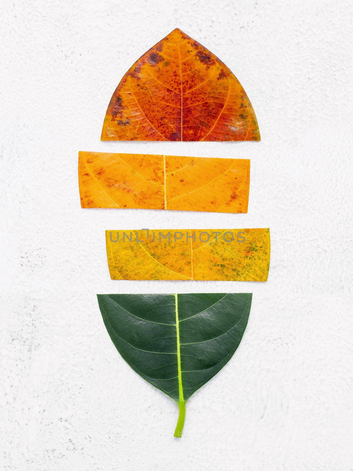 Different age of leaves and colour set up on white concrete background. Ageing and seasonal concept colorful leaves with flat lay and copy space. by kerdkanno