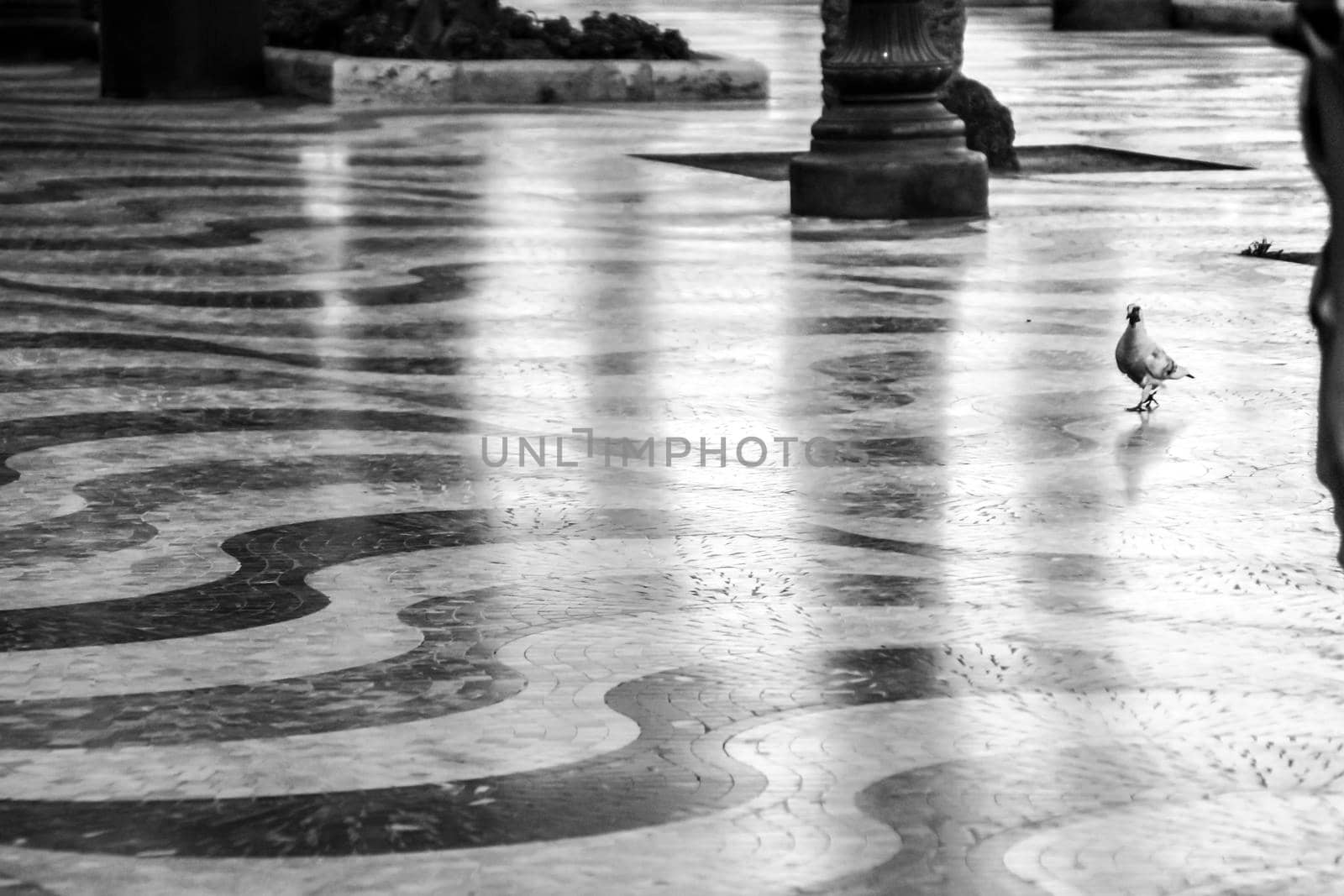 Pigeon walking through the Beautiful Maritime promenade called Explanada in Alicante, Spain